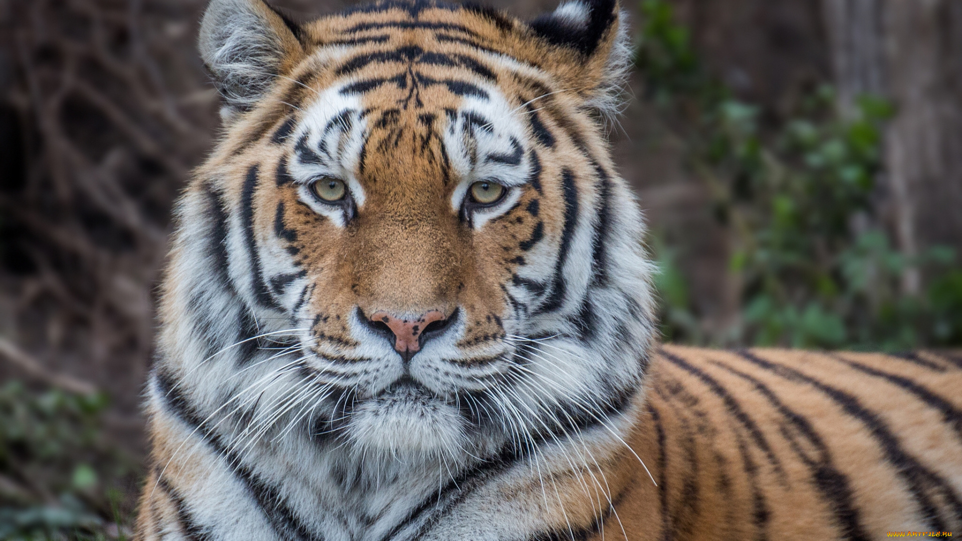 животные, тигры, дикая, кошка, взгляд, морда, амурский, тигр