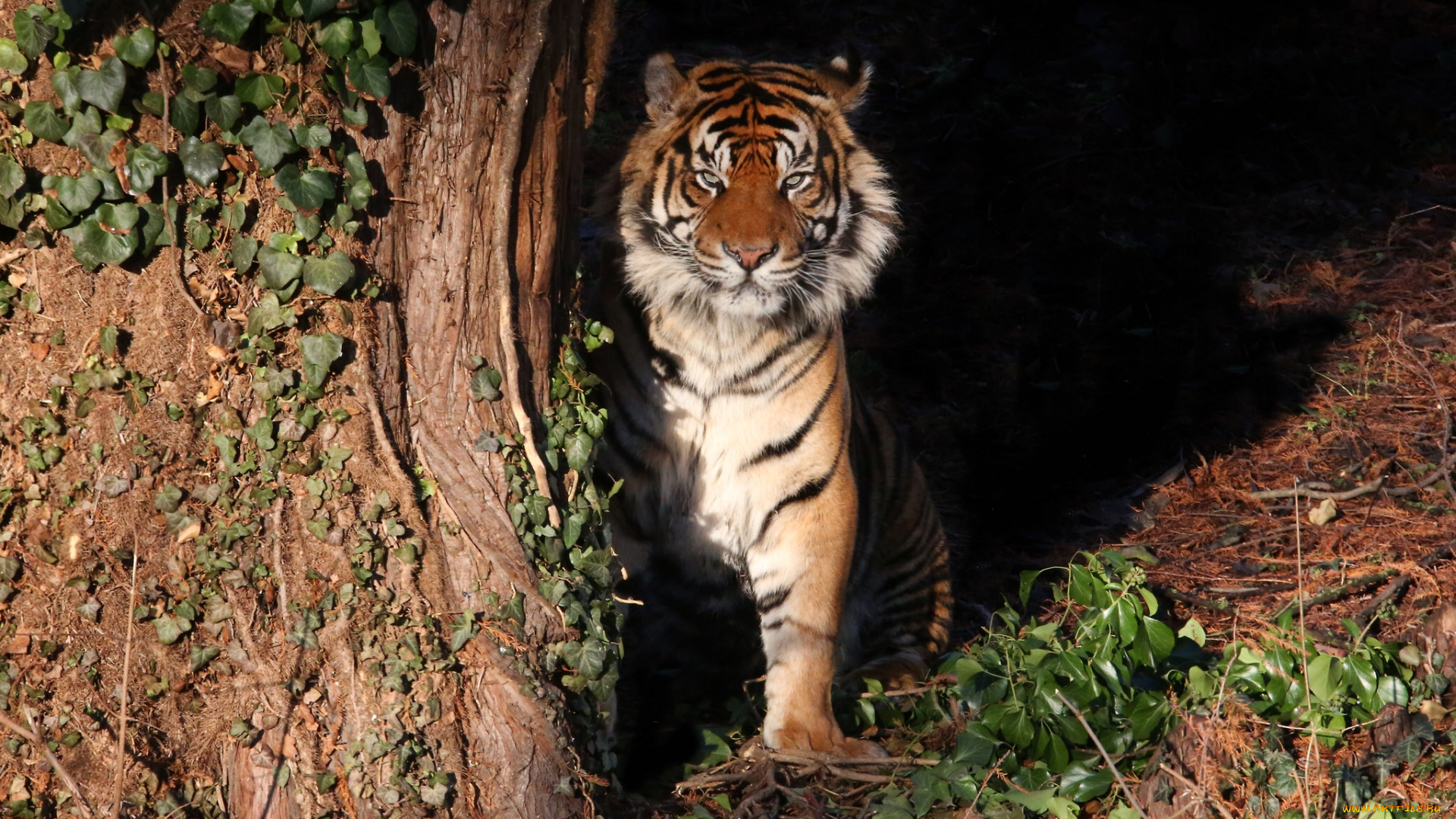 животные, тигры, хищник, дикая, кошка, тигр