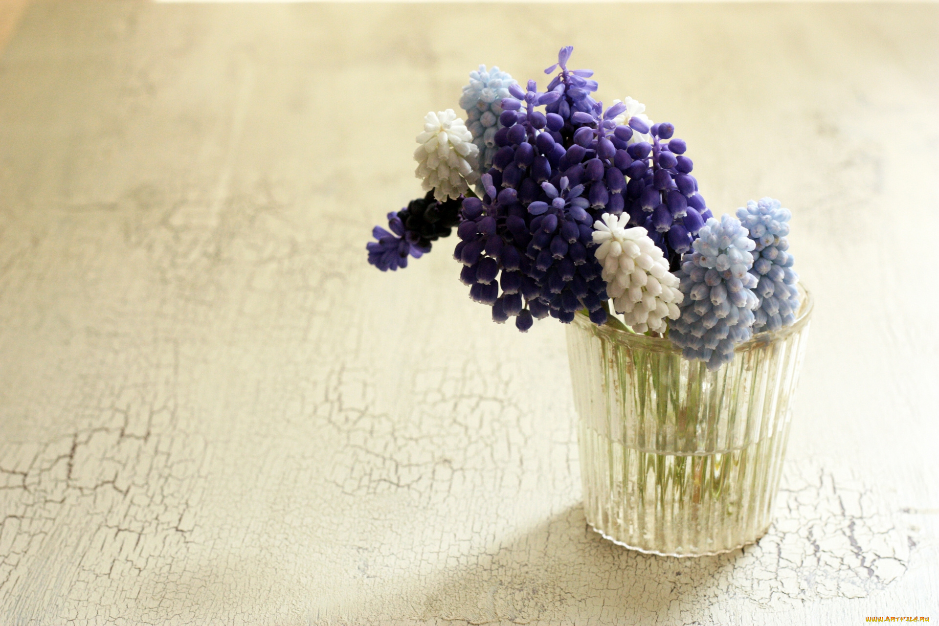 цветы, гиацинты, гадючий, лук, стакан, мышиный, гиацинт, мускари