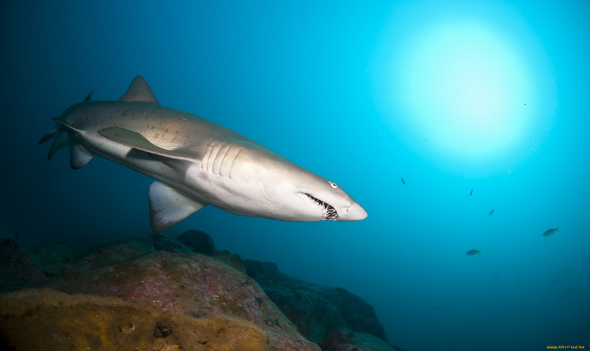 животные, акулы, акула, глубина, океан