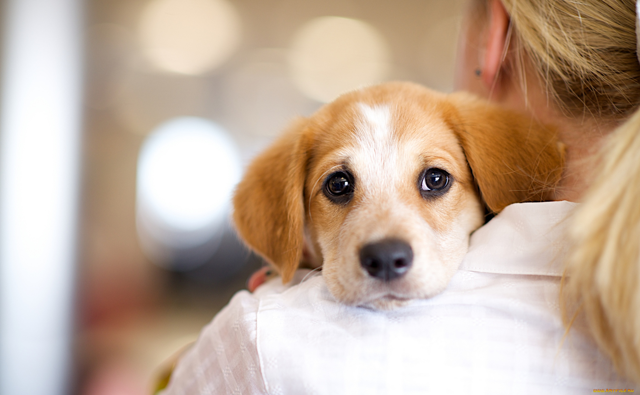 животные, собаки, мордочка