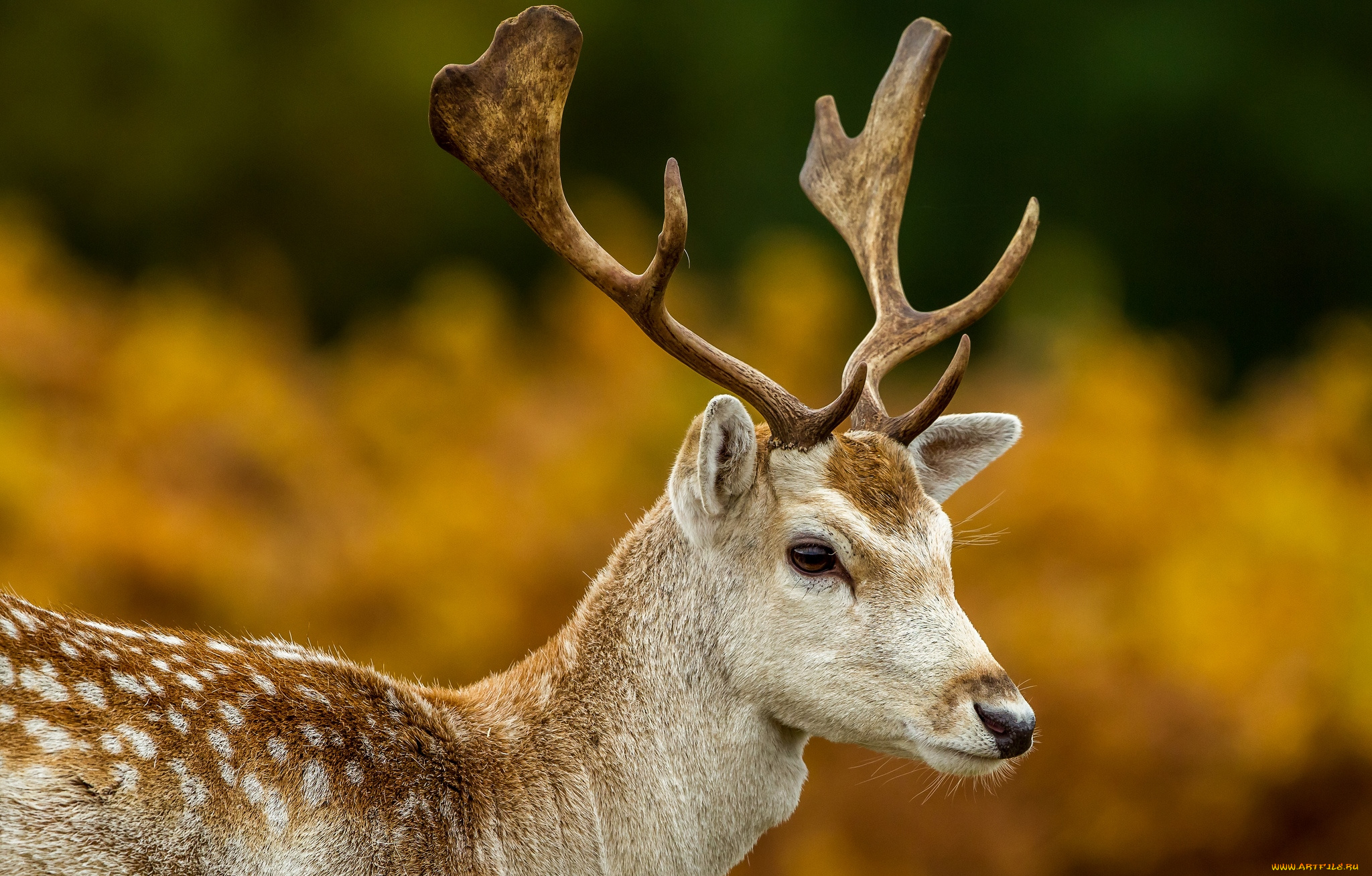животные, олени, рога
