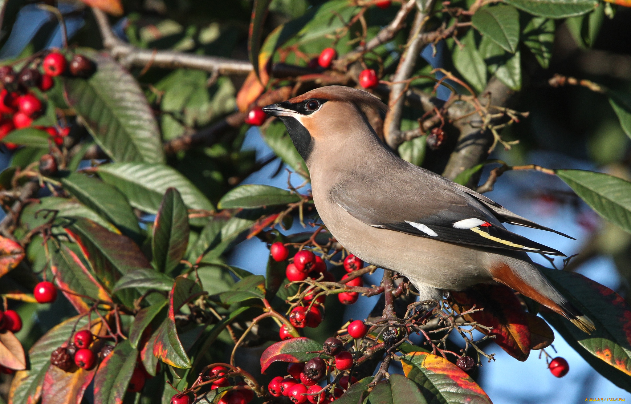 животные, свиристели, ягоды