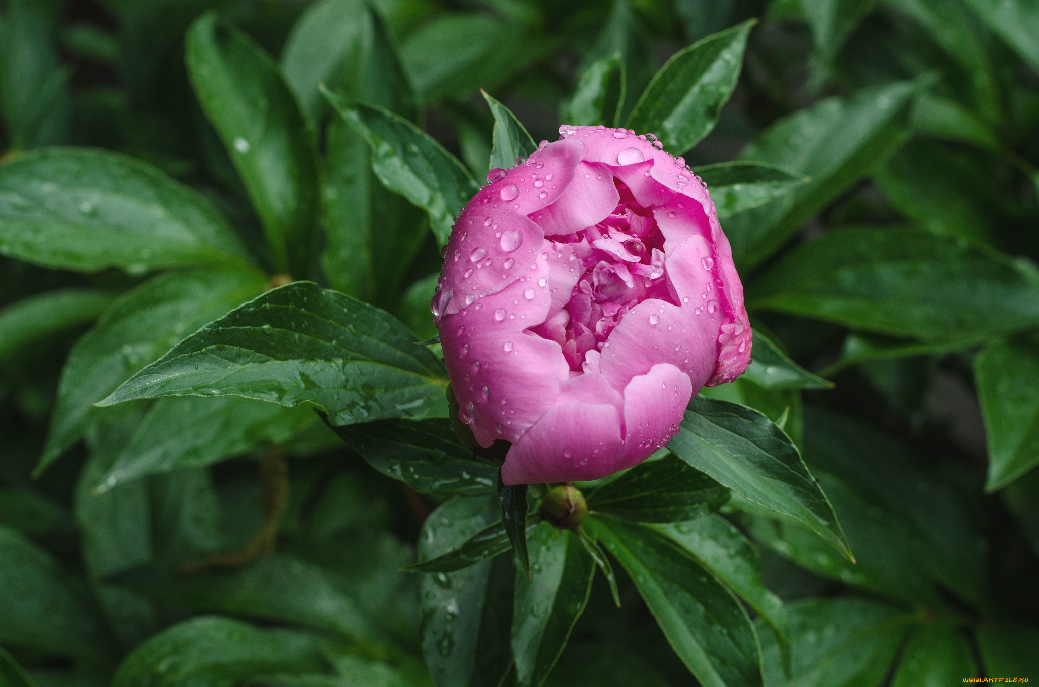 цветы, пионы, бутон