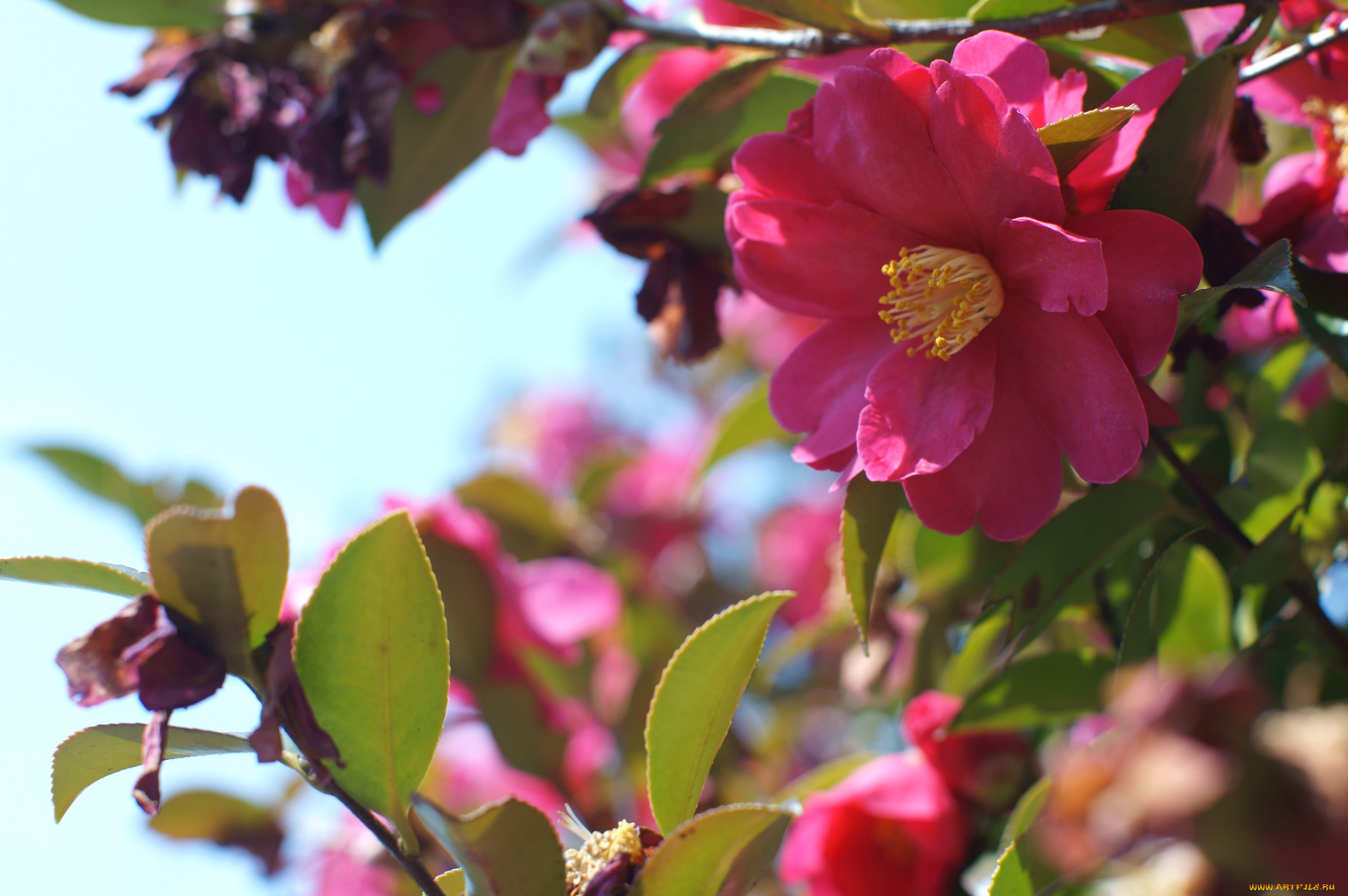 цветы, камелии, розовый