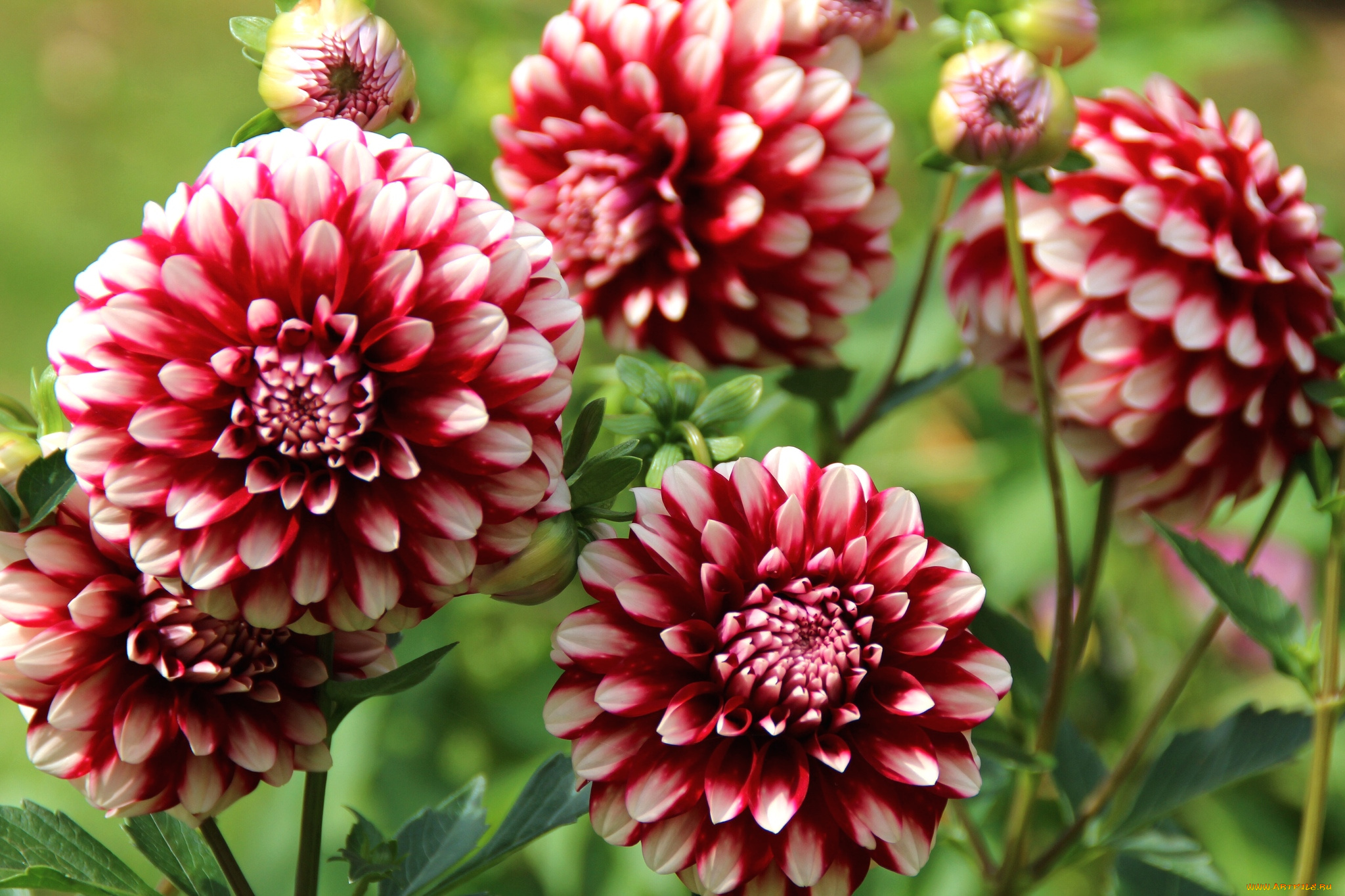 цветы, георгины, пестрый