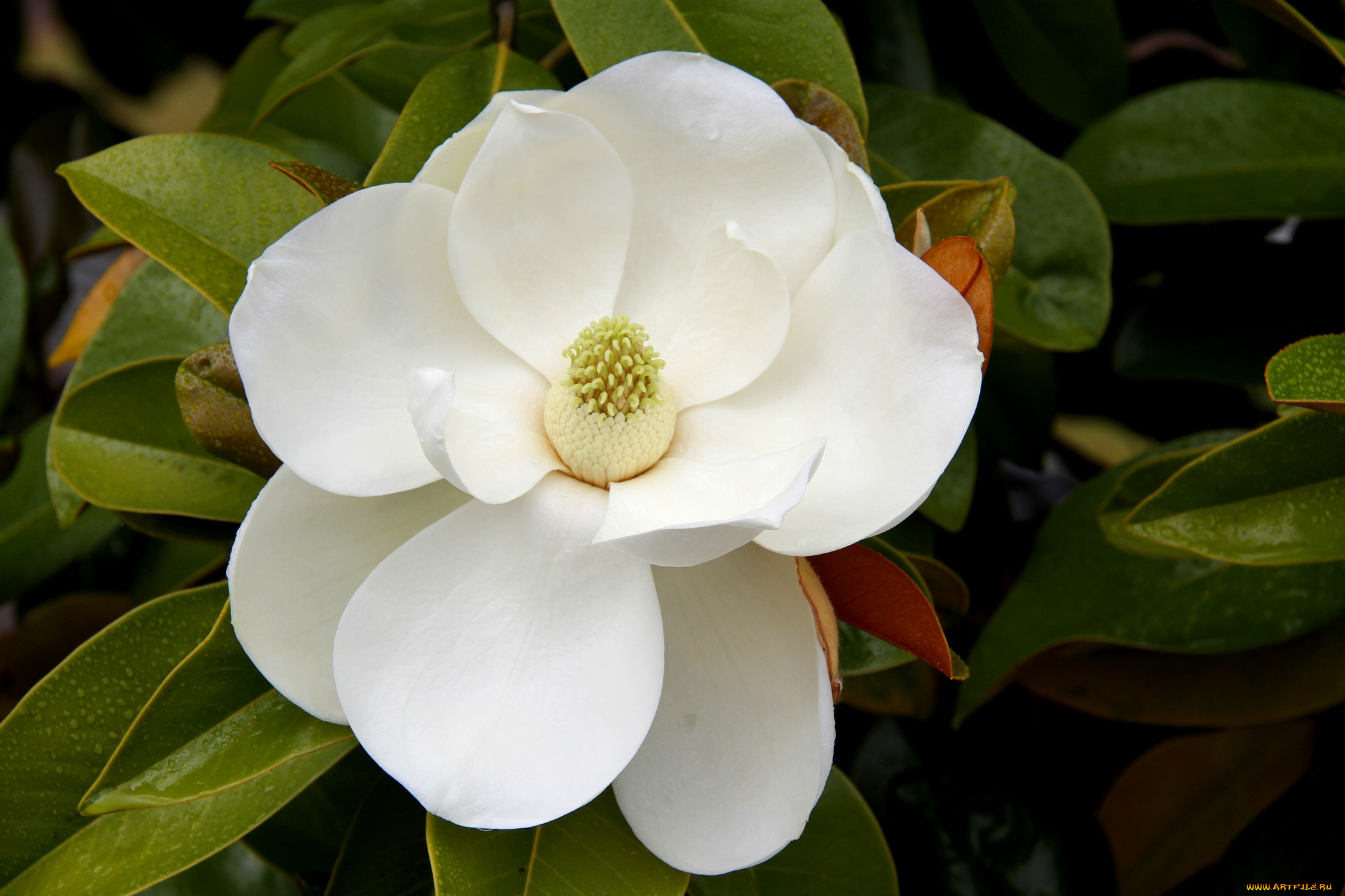 цветы, магнолии, белый