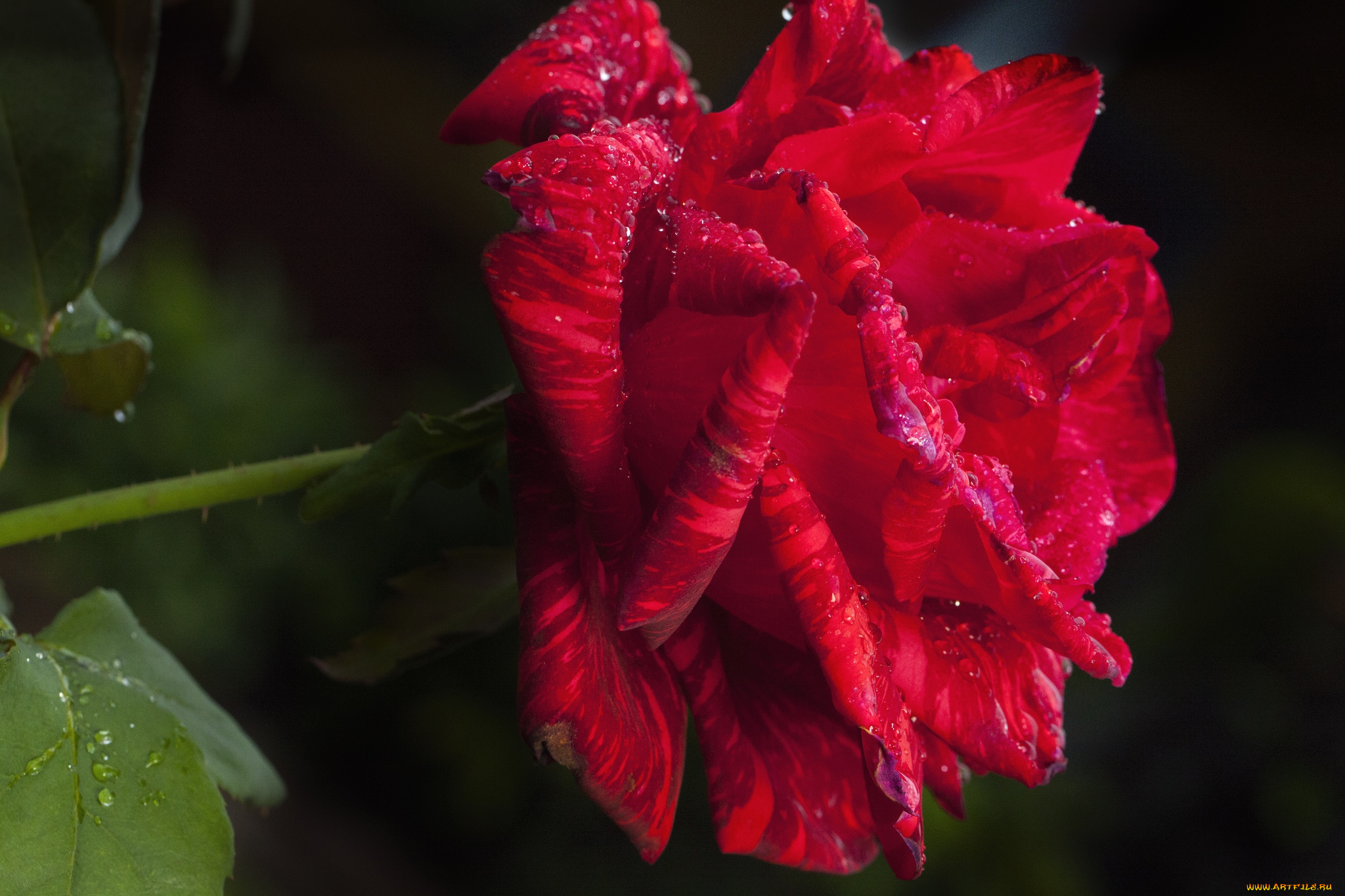 цветы, розы, макро