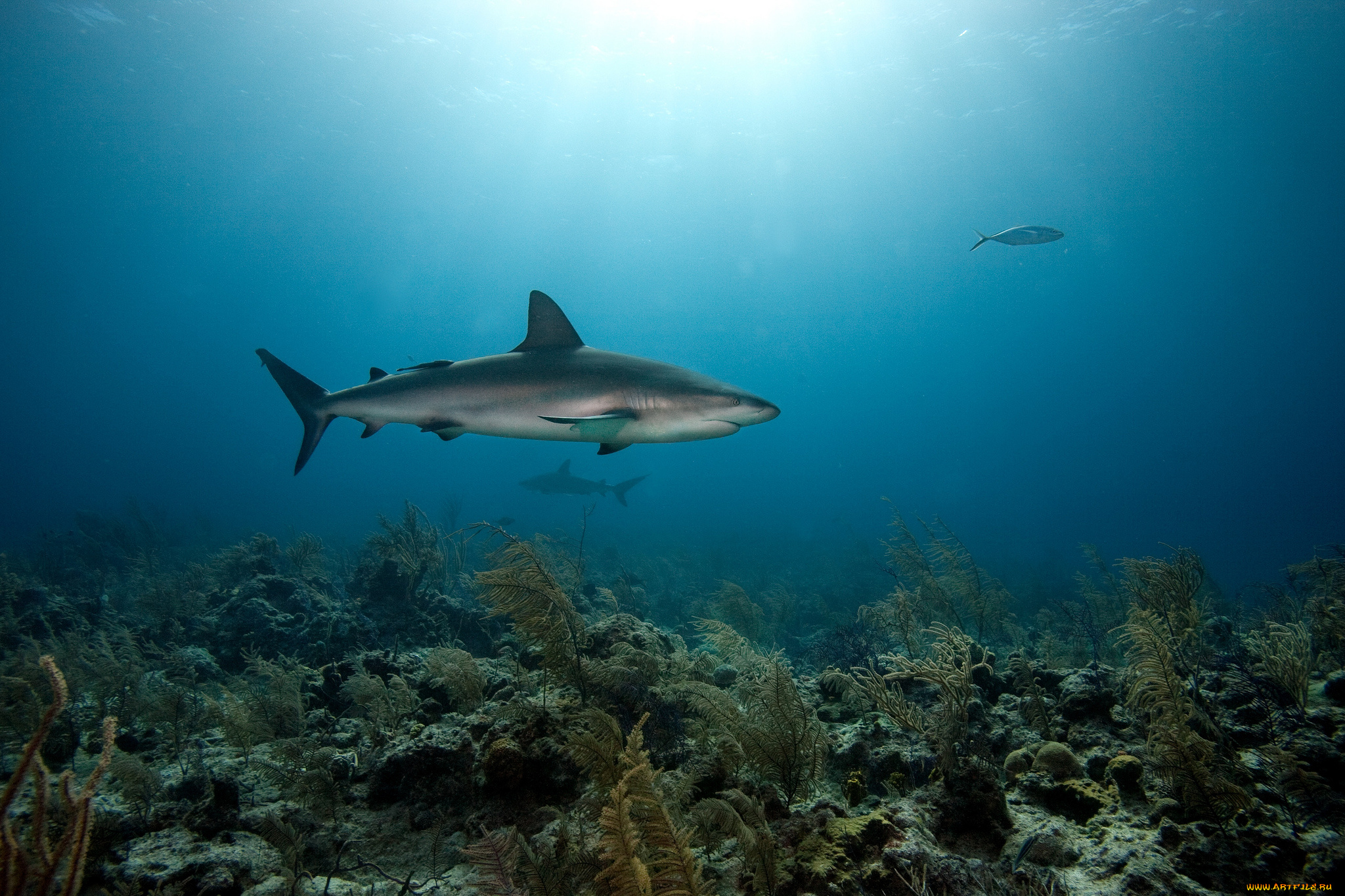животные, акулы, глубина, океан, акула