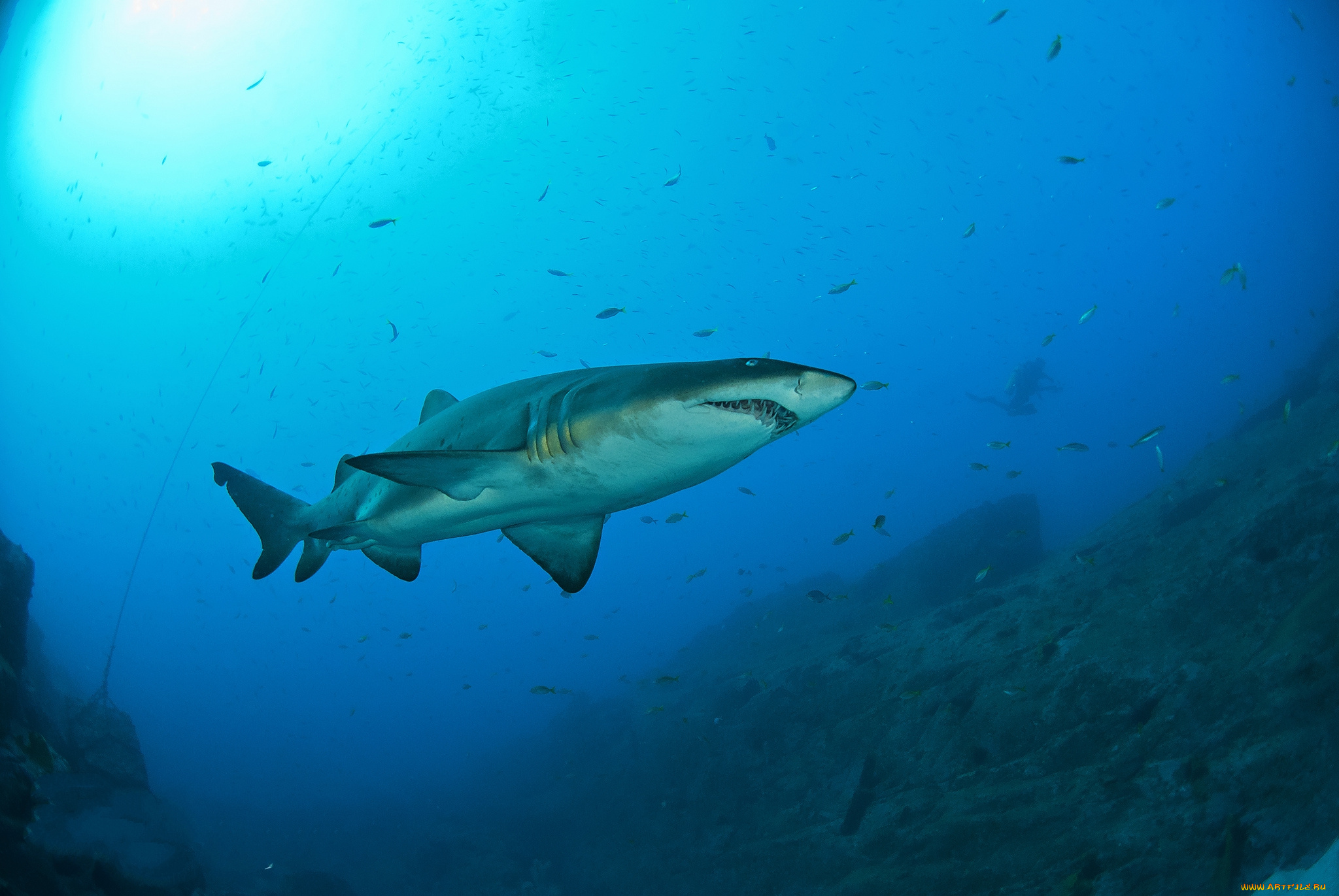 животные, акулы, океан, глубина, акула