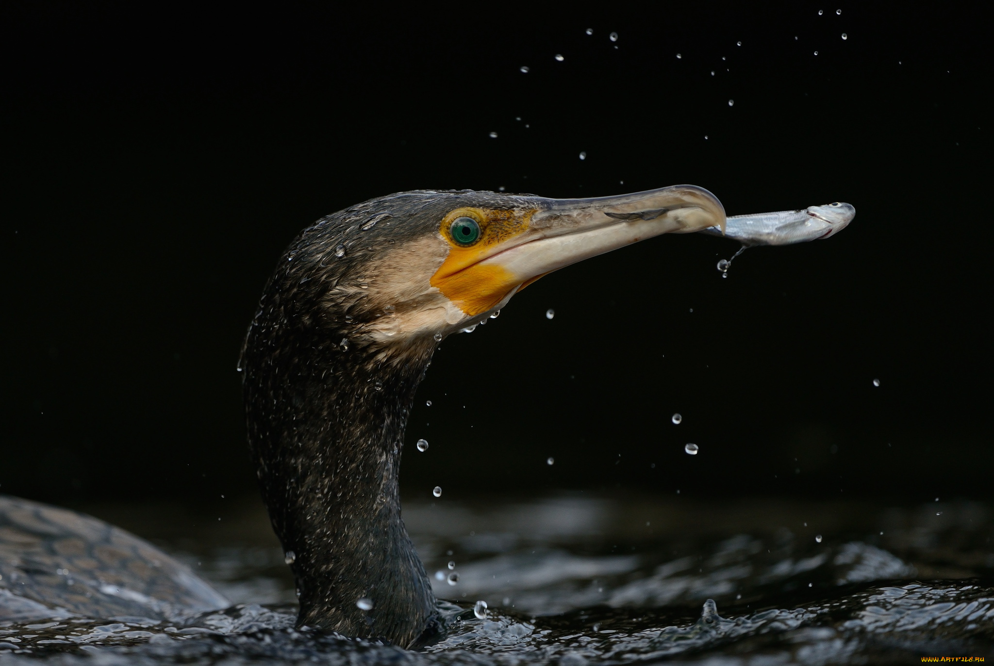 животные, Чайки, , бакланы, , крачки, баклан