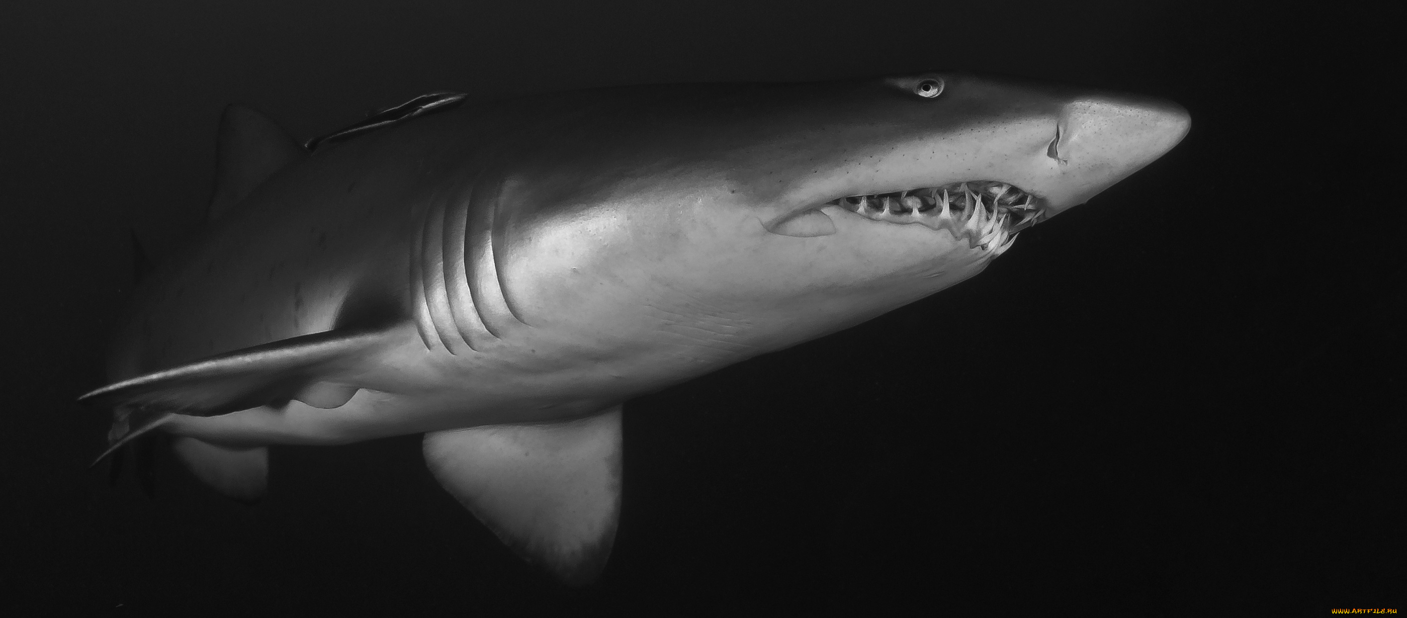 животные, акулы, акула, глубина, океан