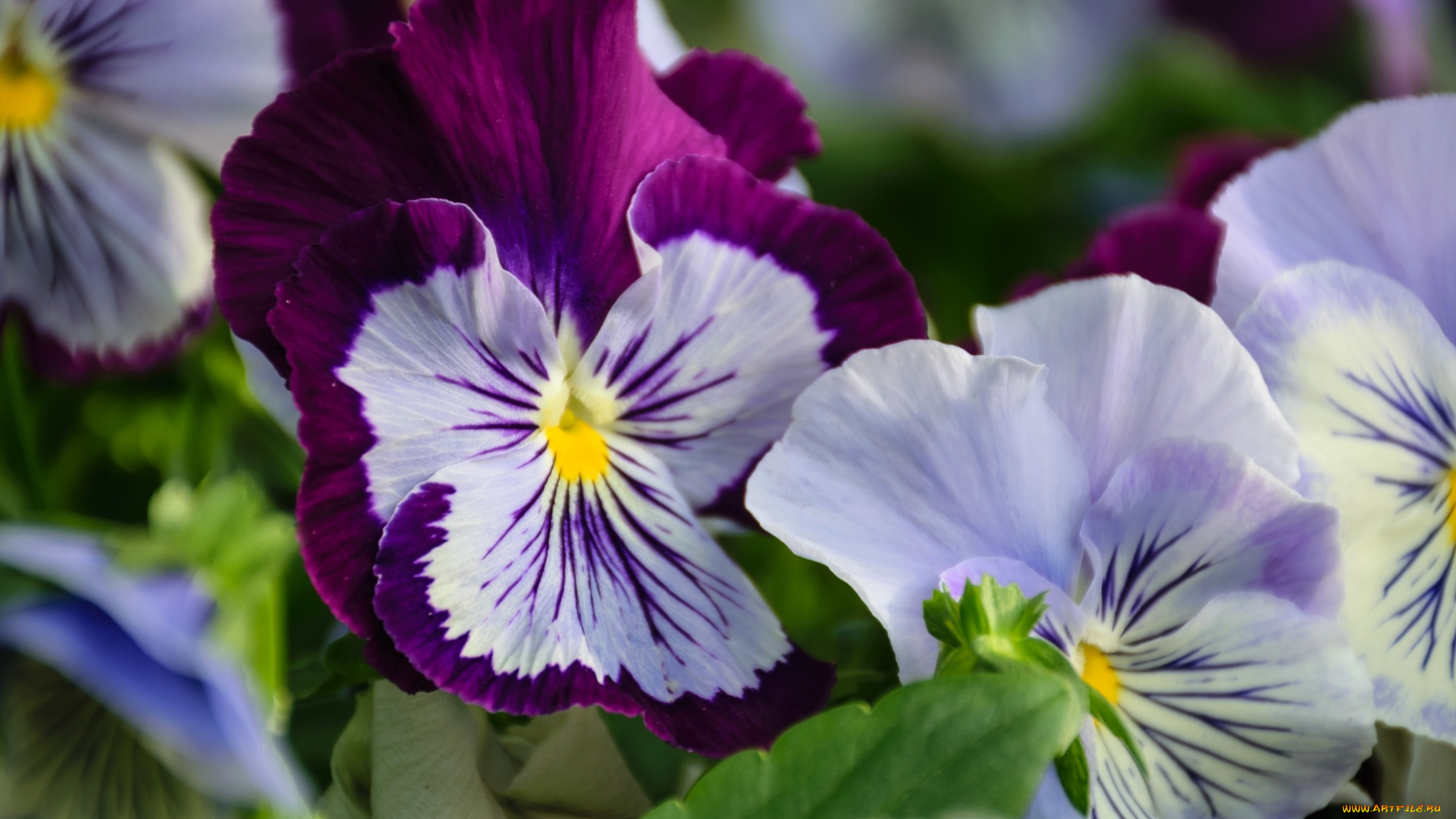 цветы, анютины, глазки, , садовые, фиалки, макро, анютины, глазки, виола