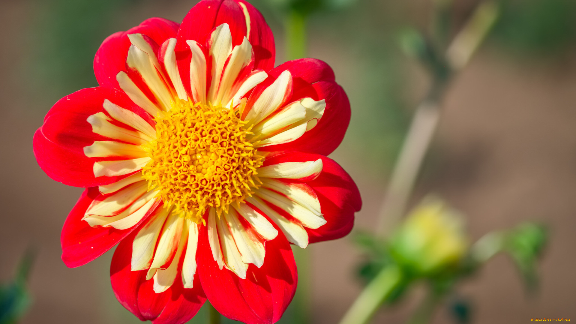 цветы, георгины, растение, природа, лепестки, цветок