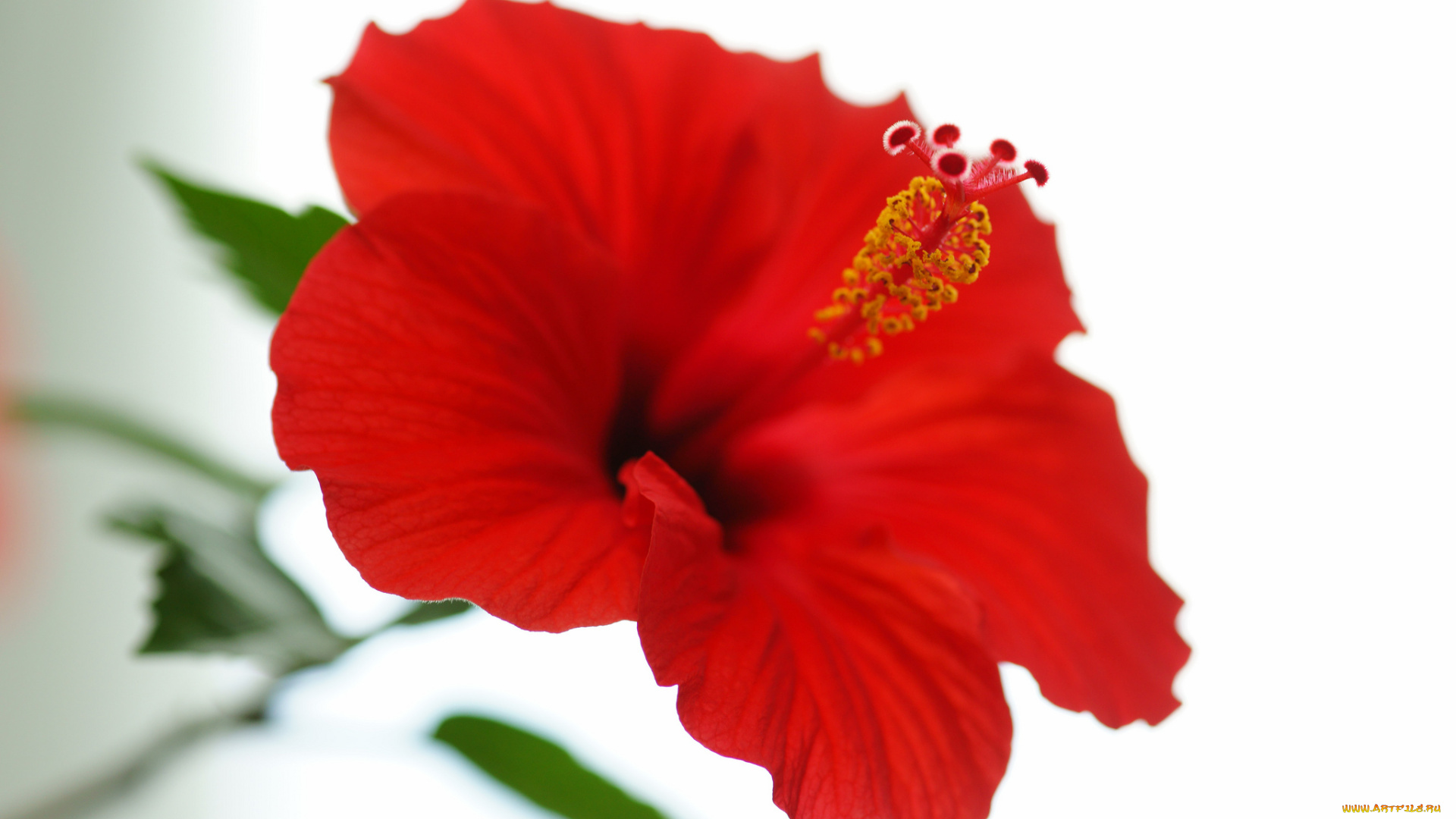 цветы, гибискусы, гибискус, природа, лепестки, макро