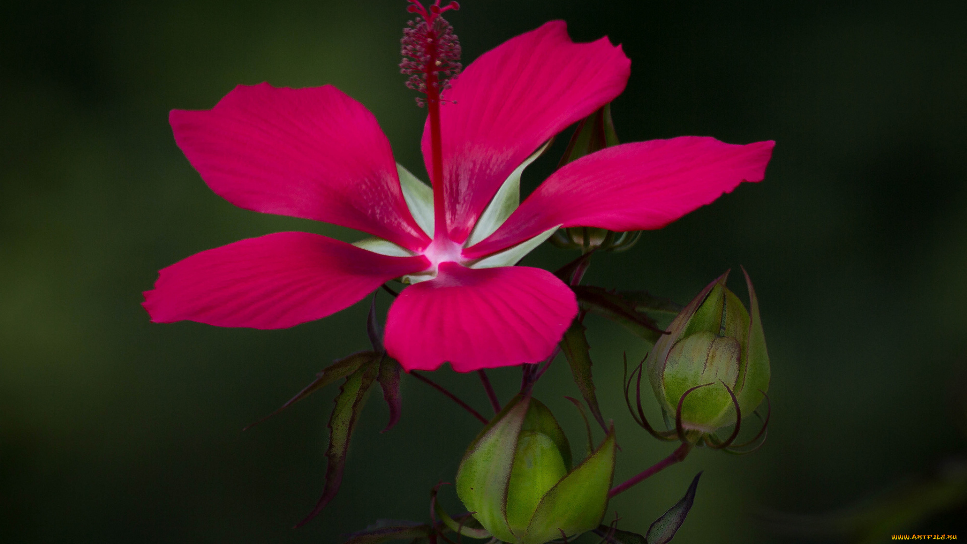 цветы, гибискусы, лепестки, макро, растение, гибискус