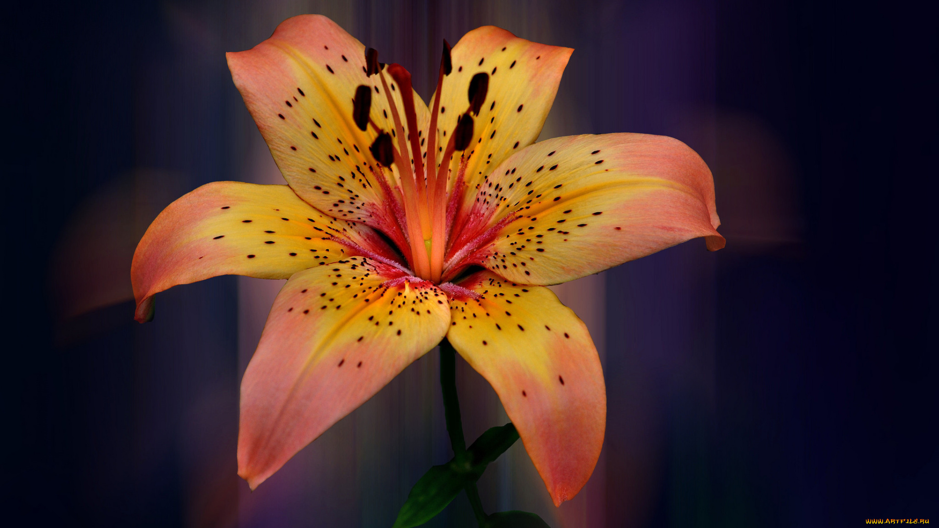 цветы, лилии, , лилейники, лилия