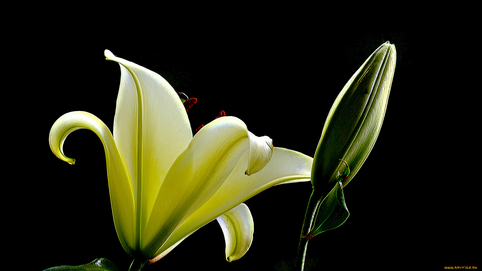 цветы, лилии, , лилейники, лилия