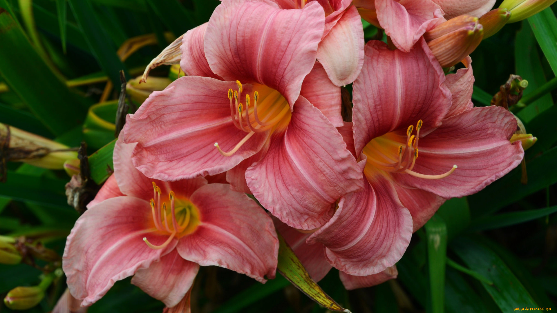 цветы, лилии, , лилейники, лилия