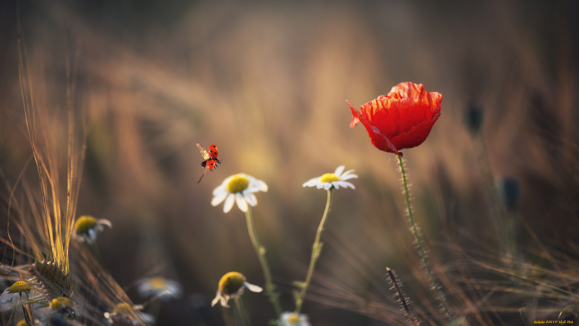 цветы, луговые, , полевые, , цветы, лето, божья, коровка, колоски, ромашки, маки