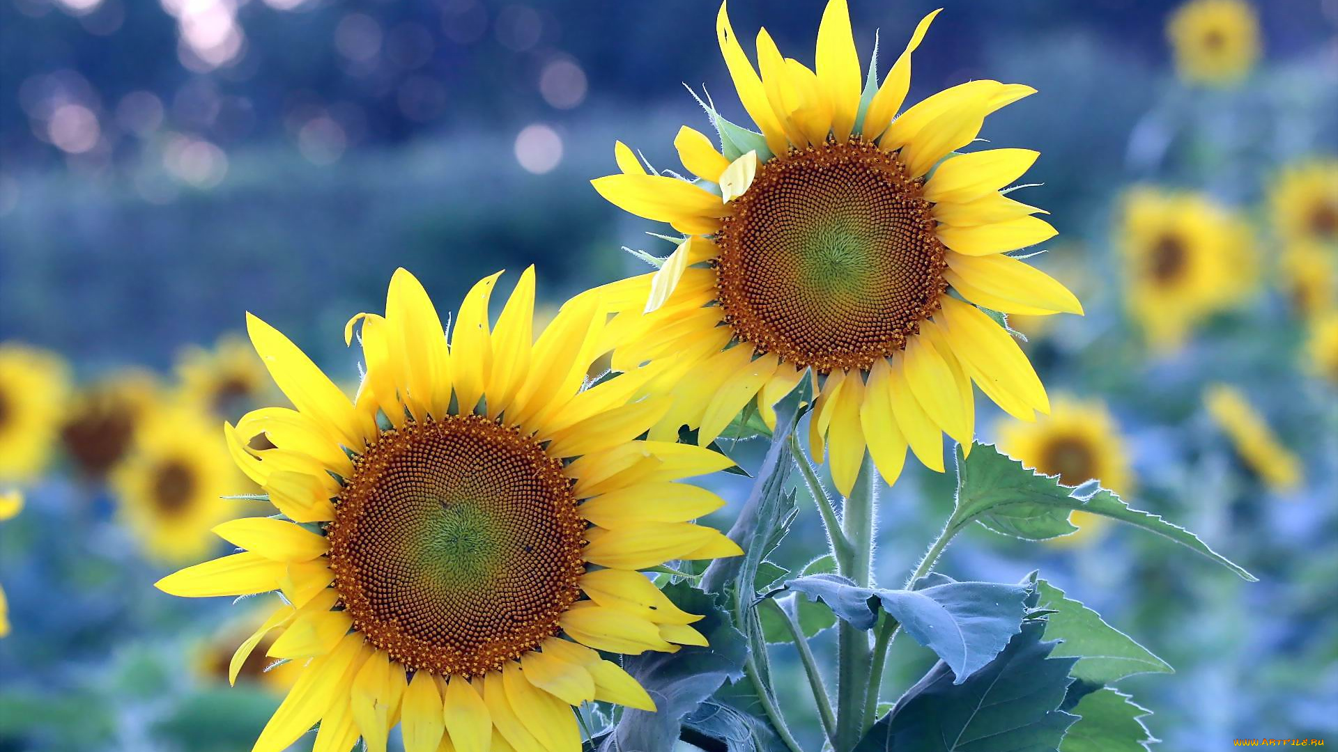 цветы, подсолнухи, лепестки, желтый