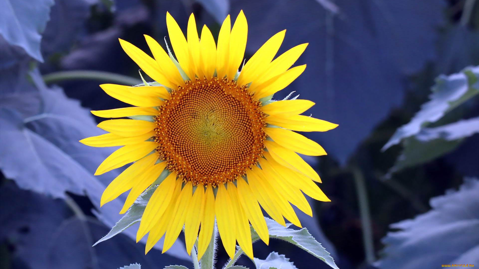 цветы, подсолнухи, лепестки, желтый