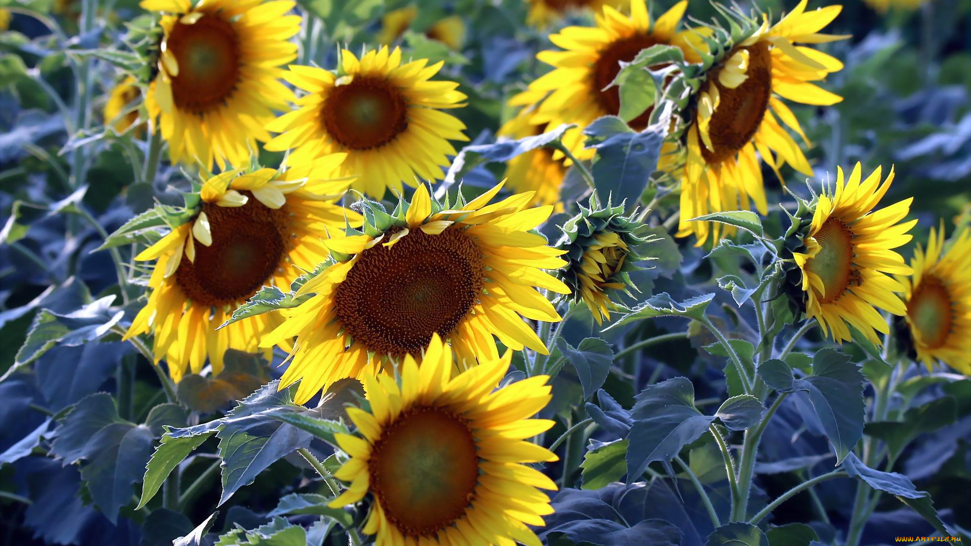 цветы, подсолнухи, лепестки, жолтые