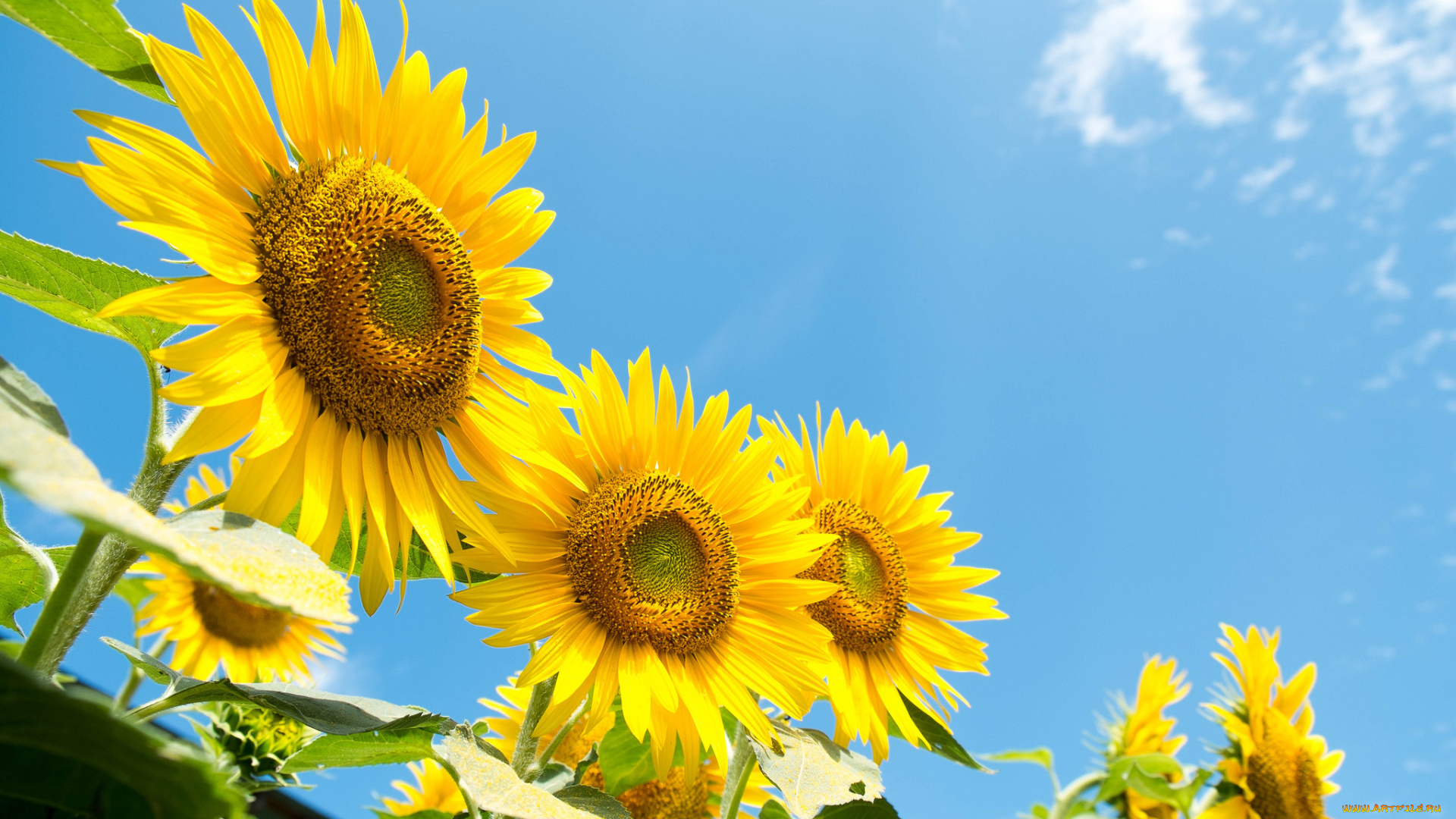 цветы, подсолнухи, подсолнух, листья, небо, поле, облака