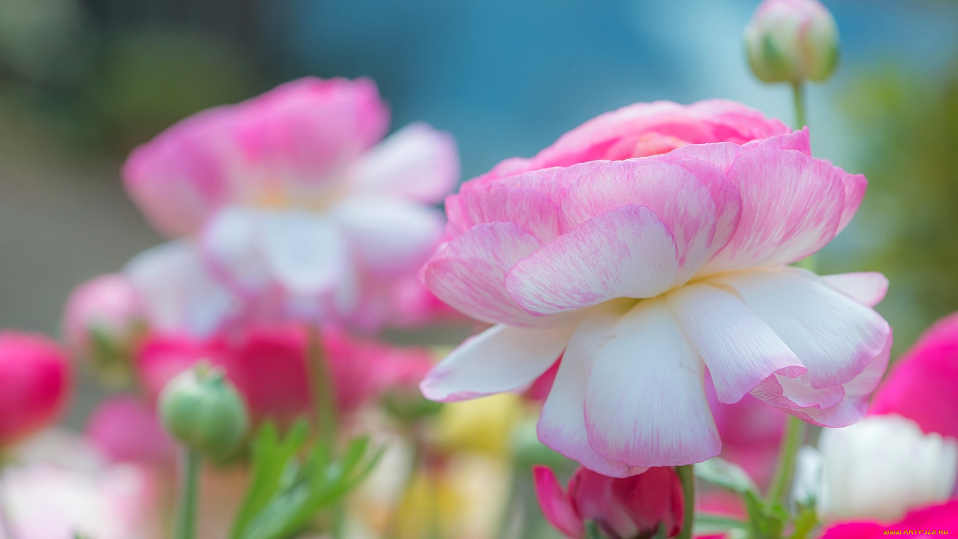 цветы, ранункулюс, , азиатский, лютик, розовый, азиатский, лютик, ранункулюс