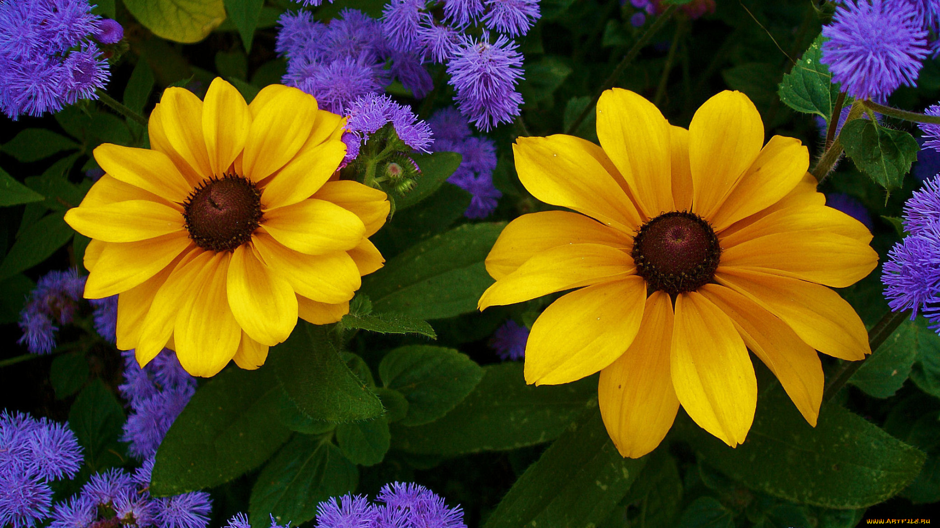 цветы, разные, вместе, лепестки, листья, природа