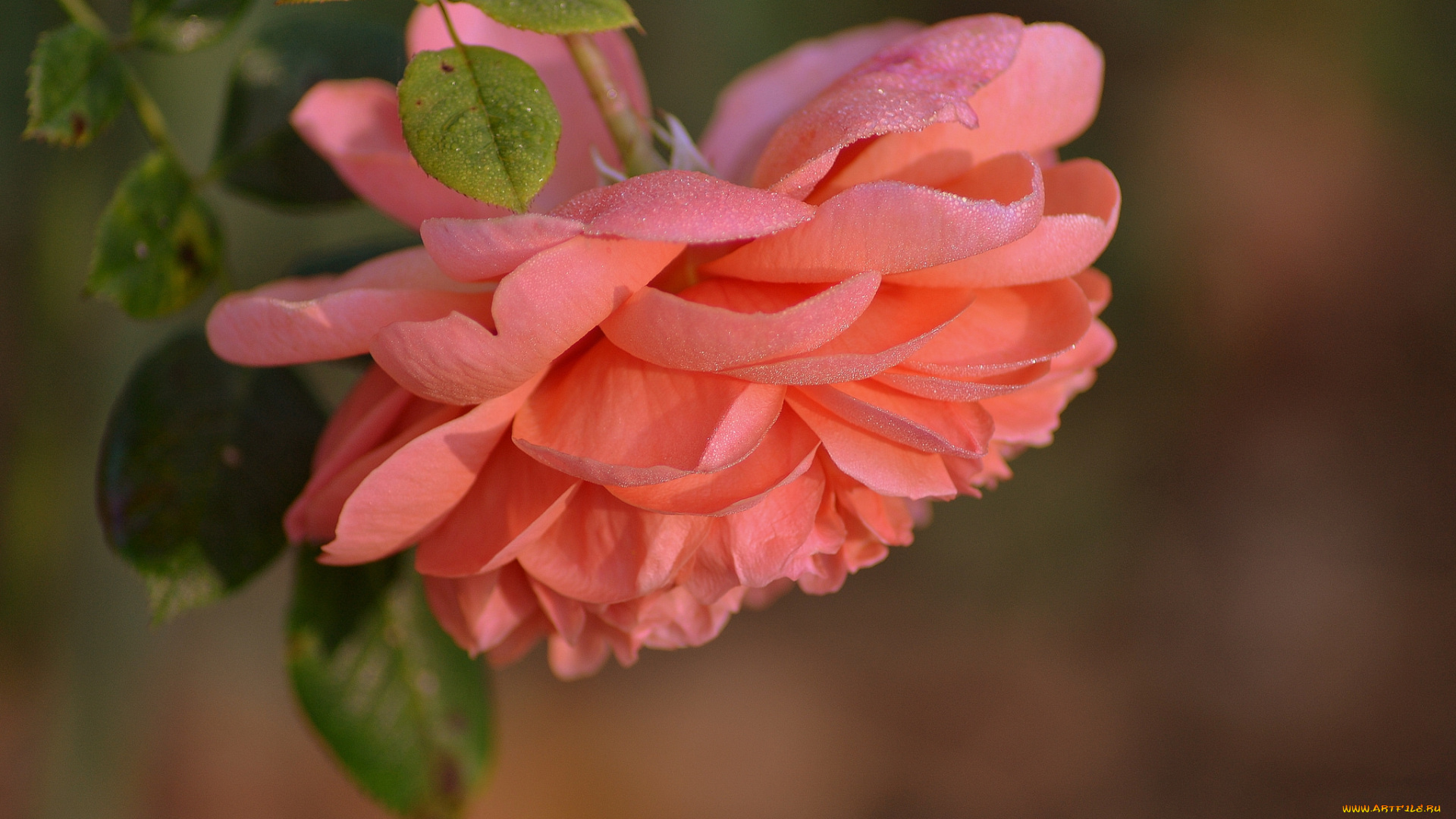 цветы, розы, бутон, роза