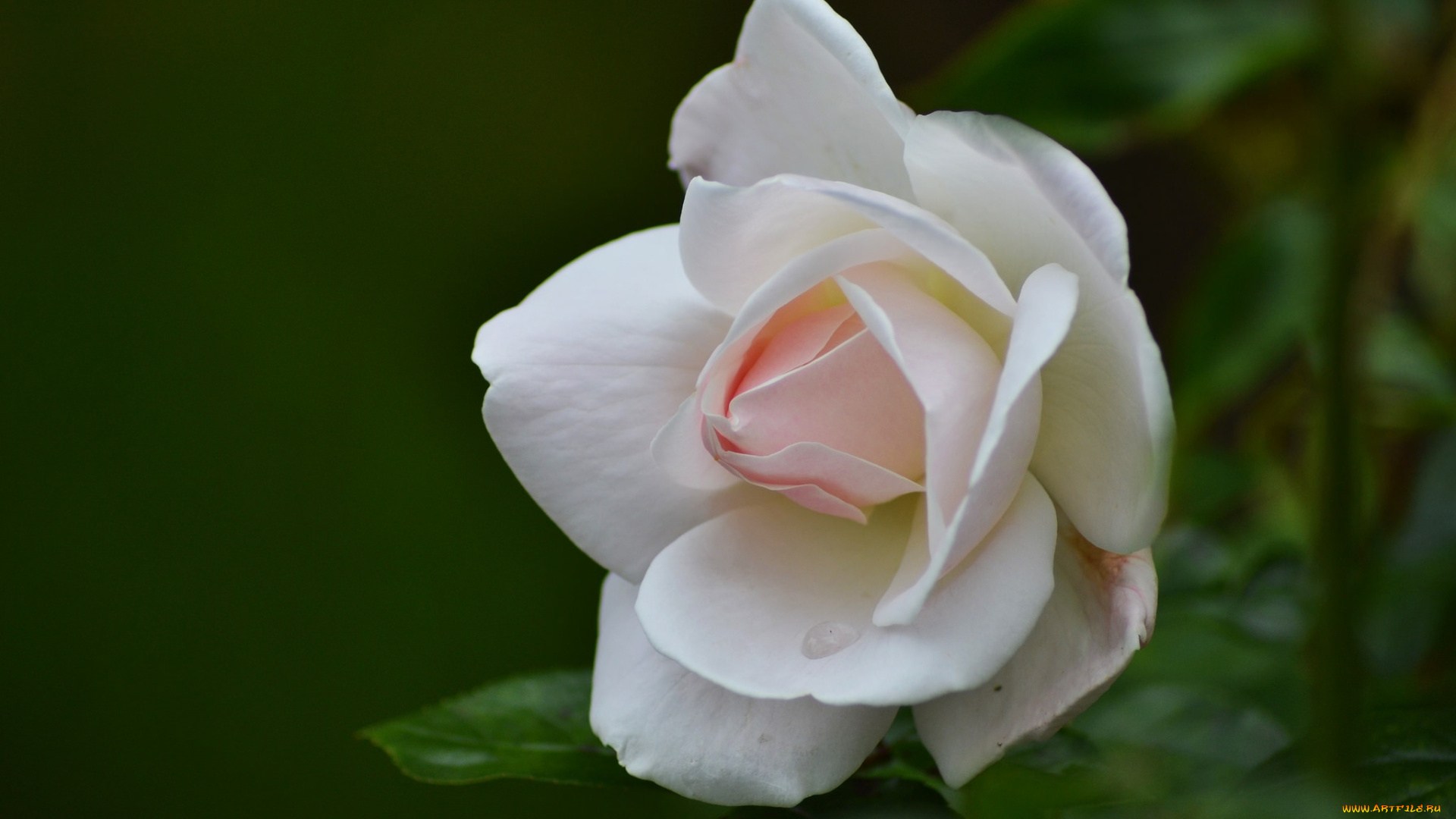 цветы, розы, бутон, роза