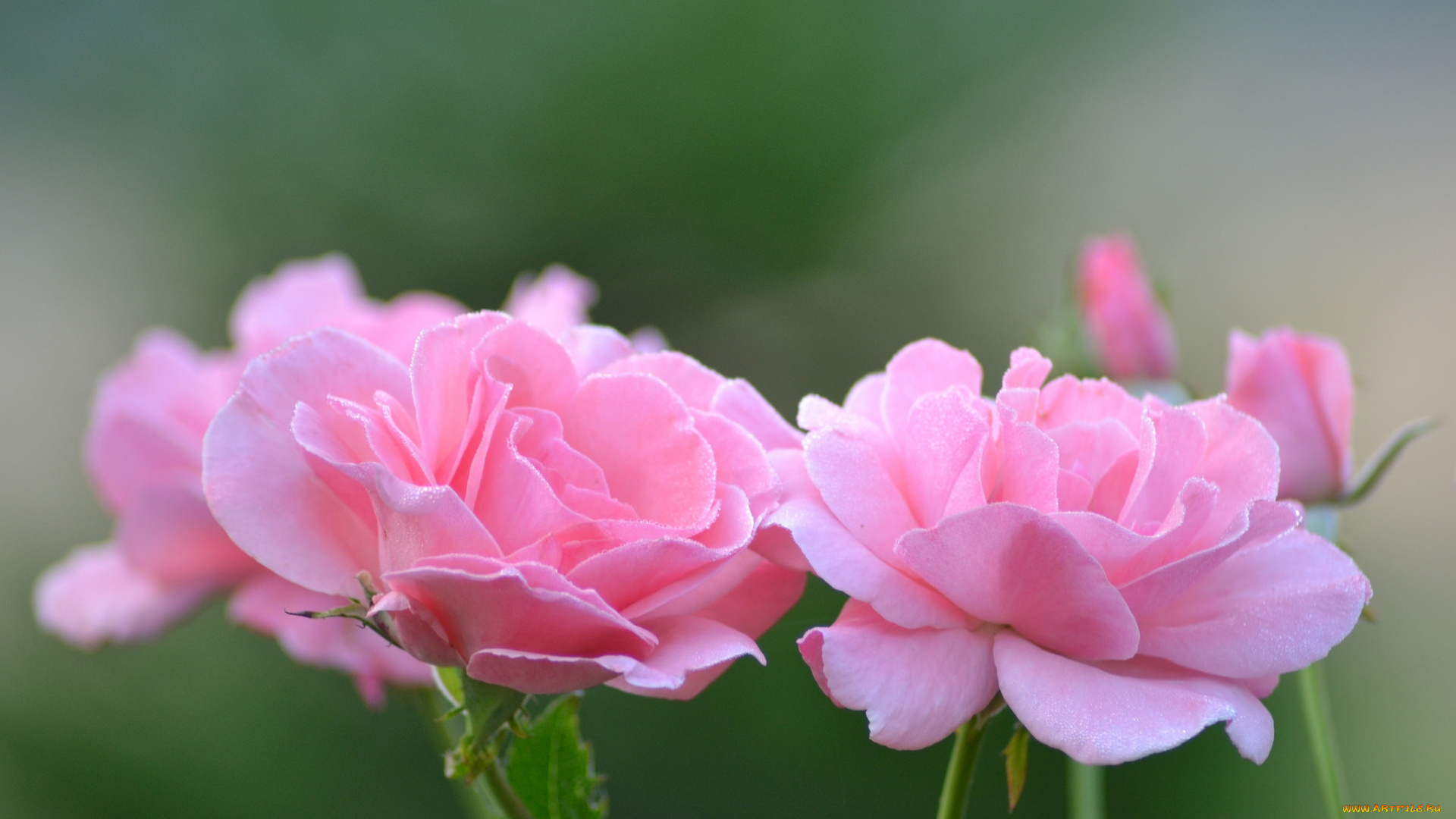 цветы, розы, бутон, роза