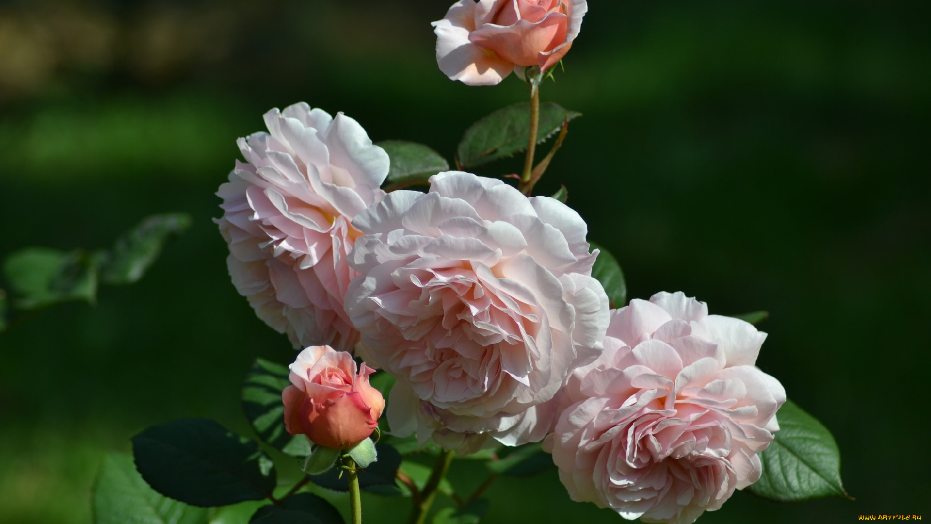 цветы, розы, бутон, роза