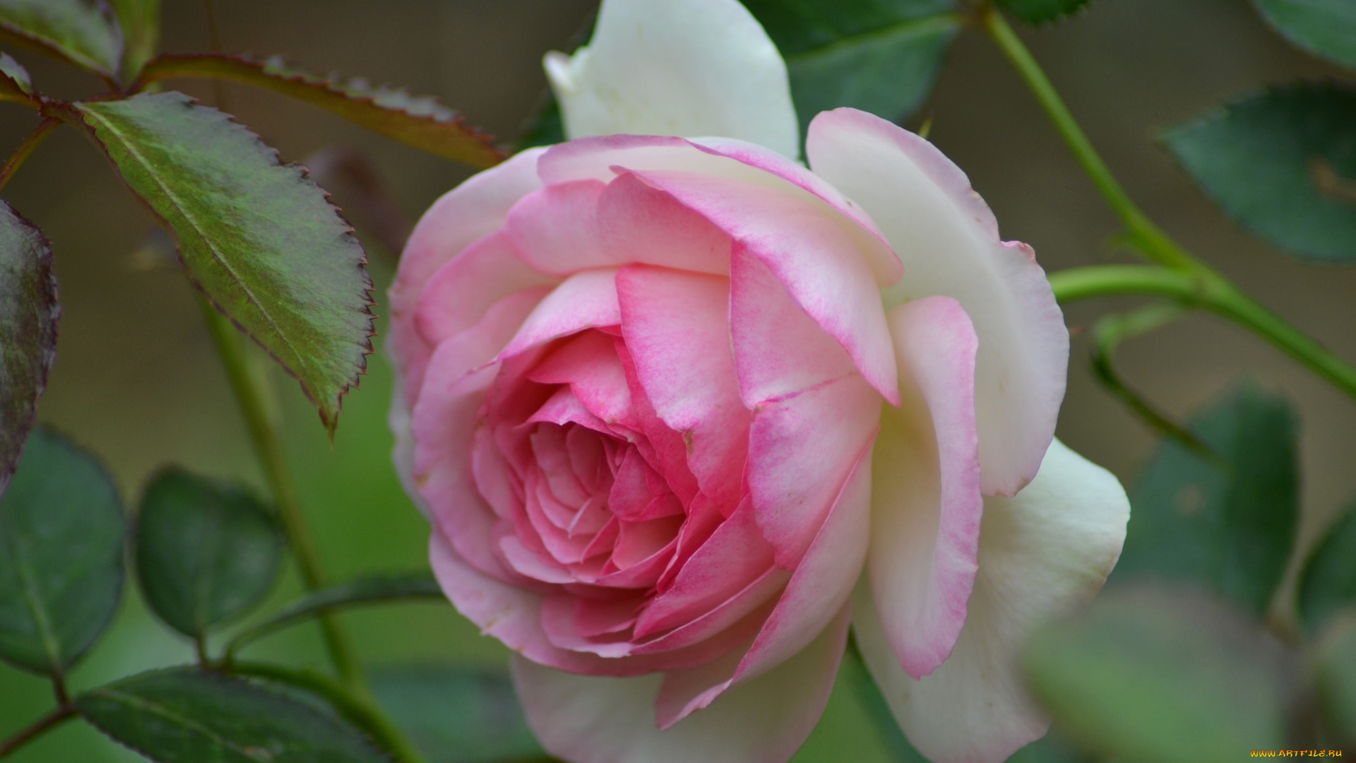 цветы, розы, бутон, роза