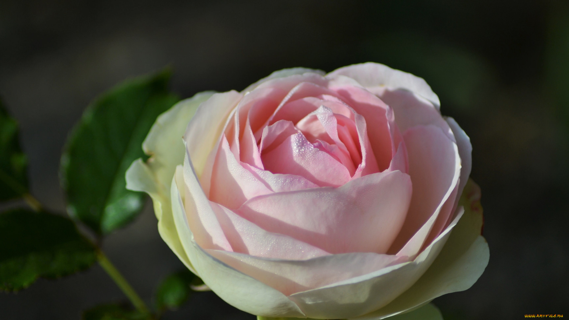 цветы, розы, бутон, роза