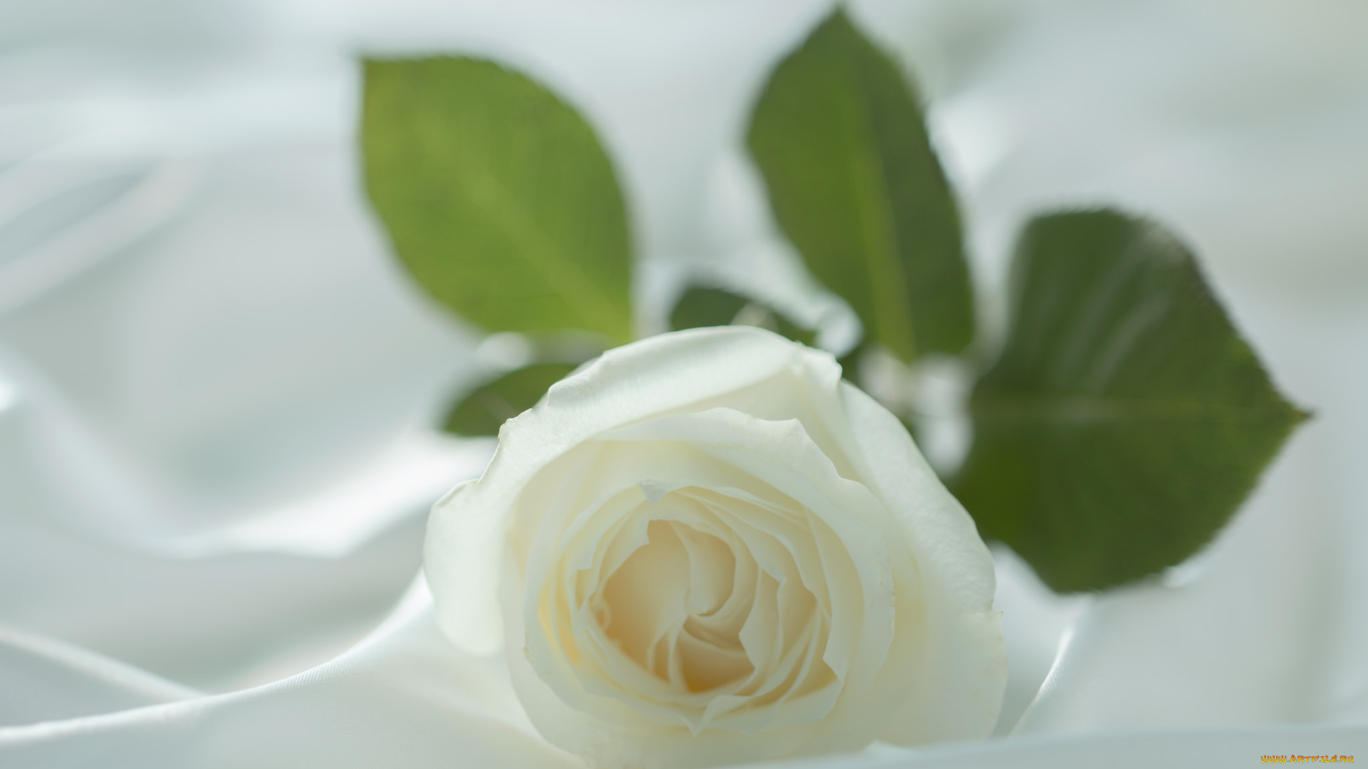 цветы, розы, нежность, макро, лепестки, ткань, цветок, белый