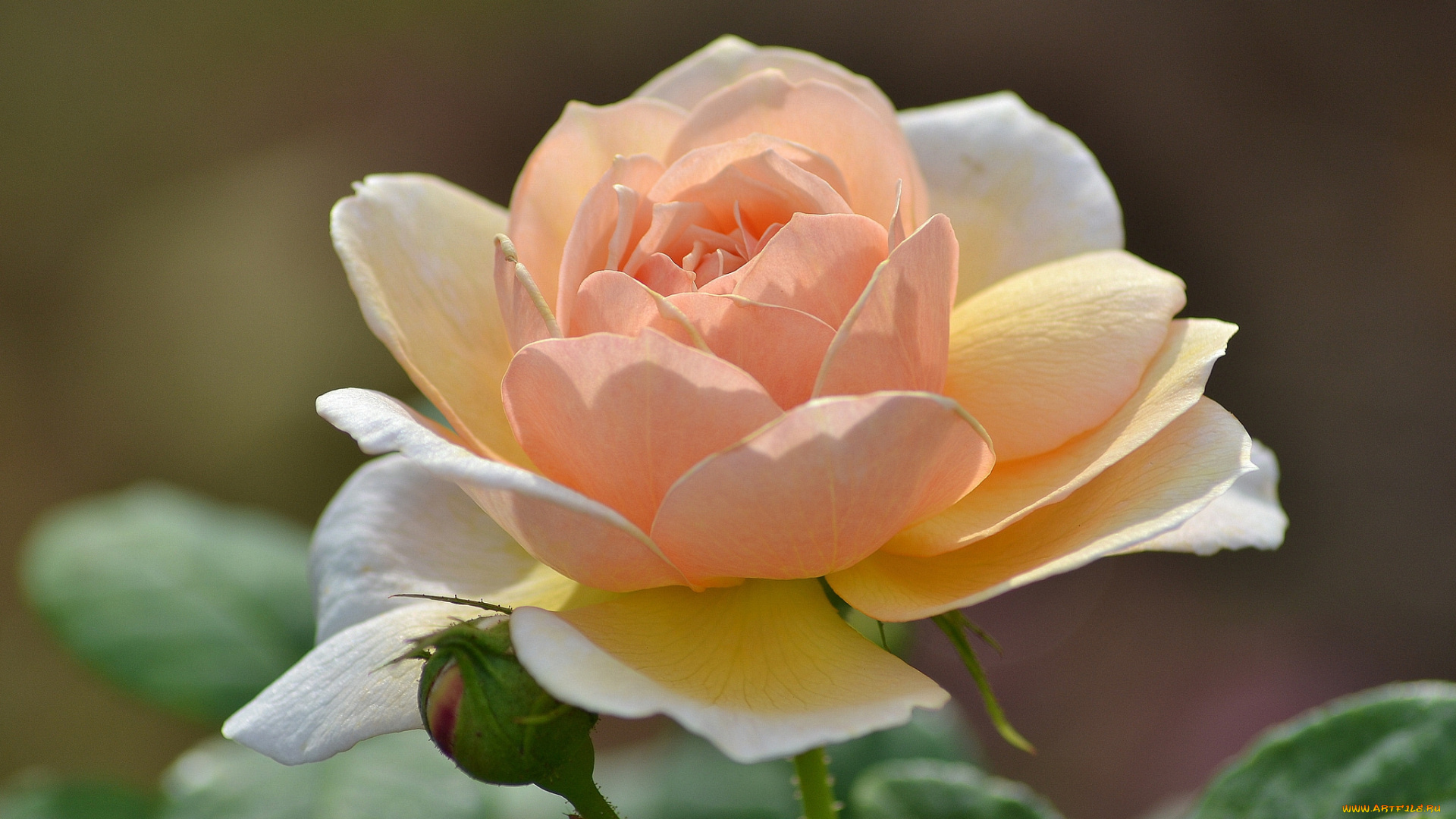 цветы, розы, роза, бутон