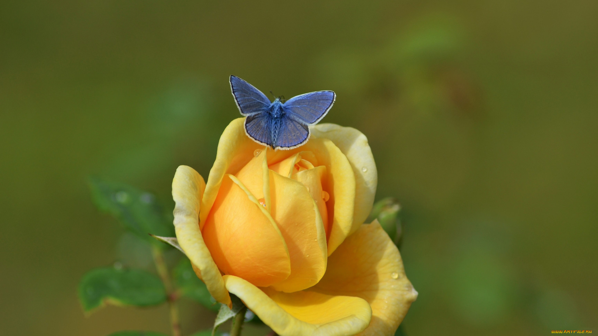 цветы, розы, роза, бутон