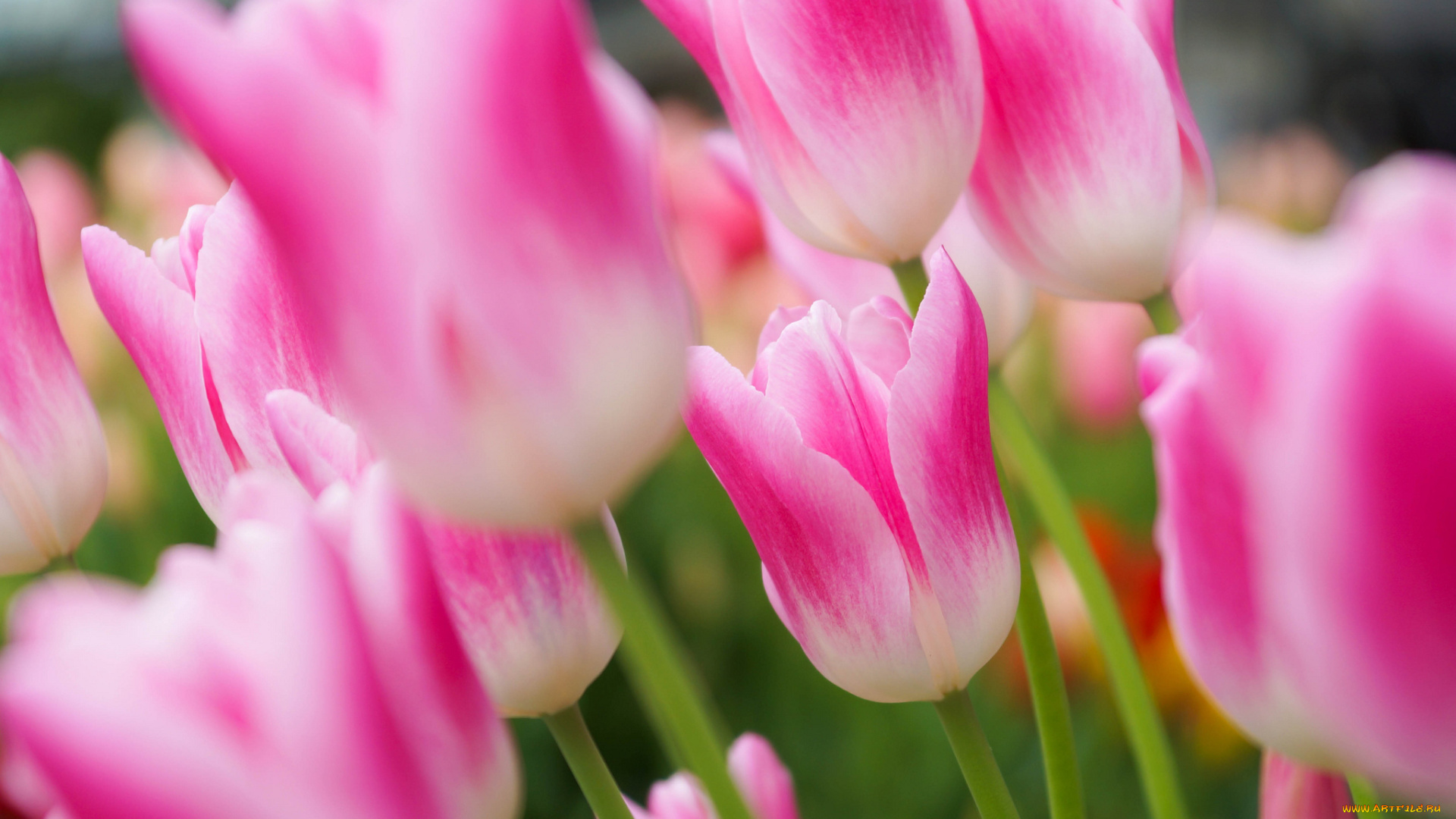 цветы, тюльпаны, сад, клумба, лепестки