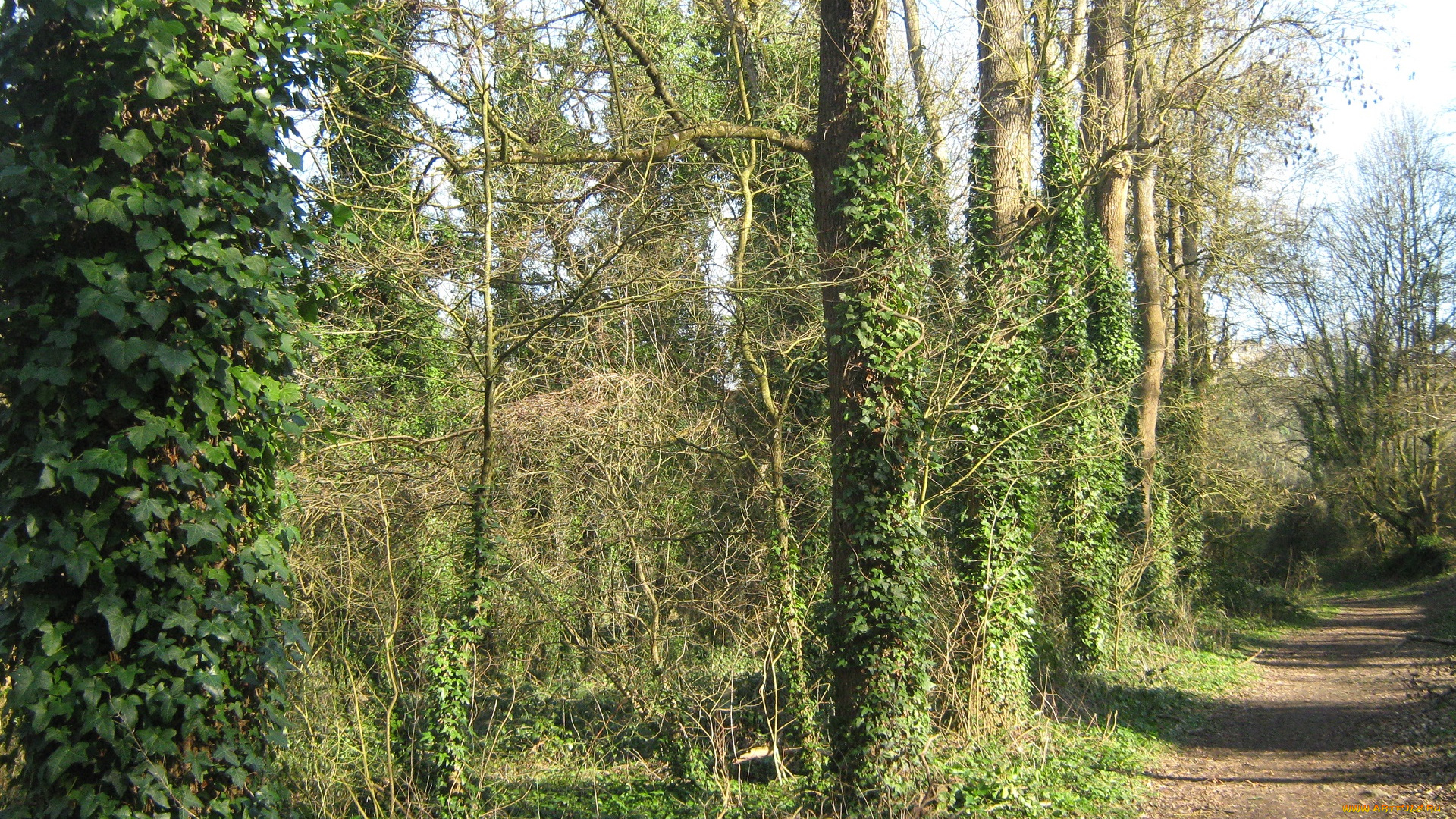 лес, природа, франция