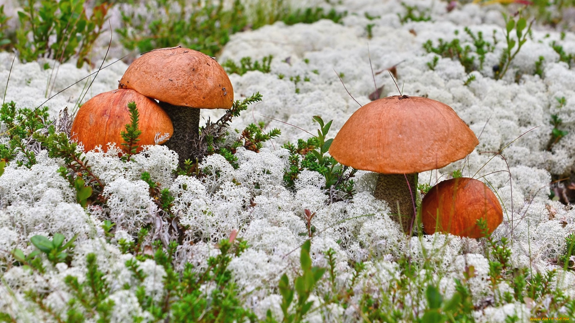 природа, грибы, мох, подосиновики