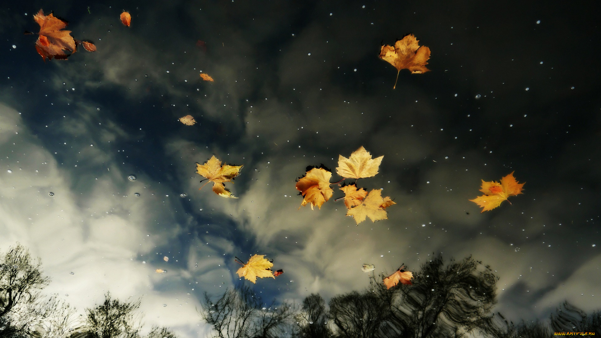 природа, листья, осень, отражение, вода, небо, облака