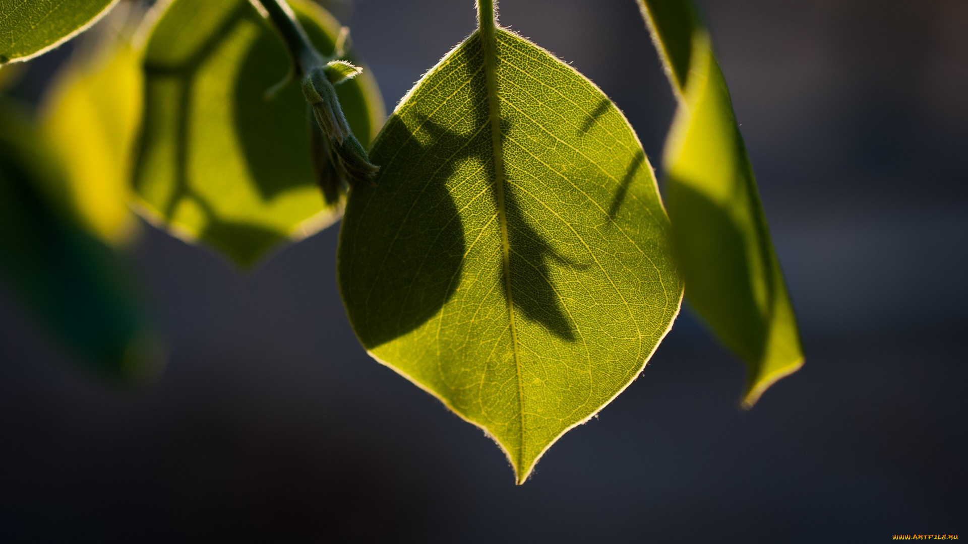 природа, листья, зелёный, макро, тень, свет, прожилки