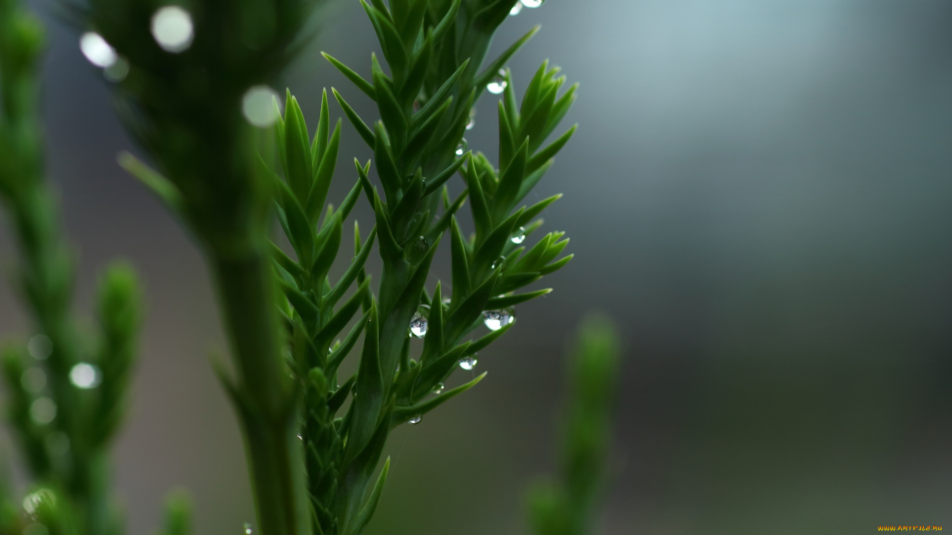 природа, макро, зелёный, капли