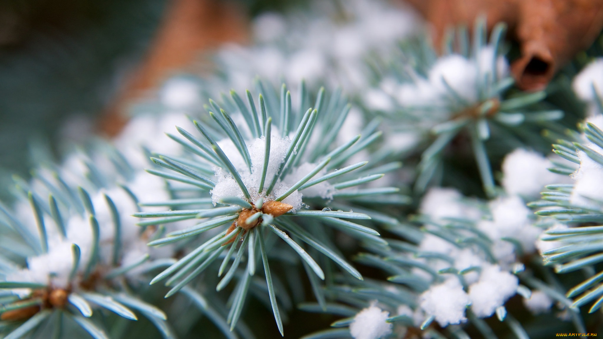 природа, макро, зима, снег, иголки, хвоя, зелёный