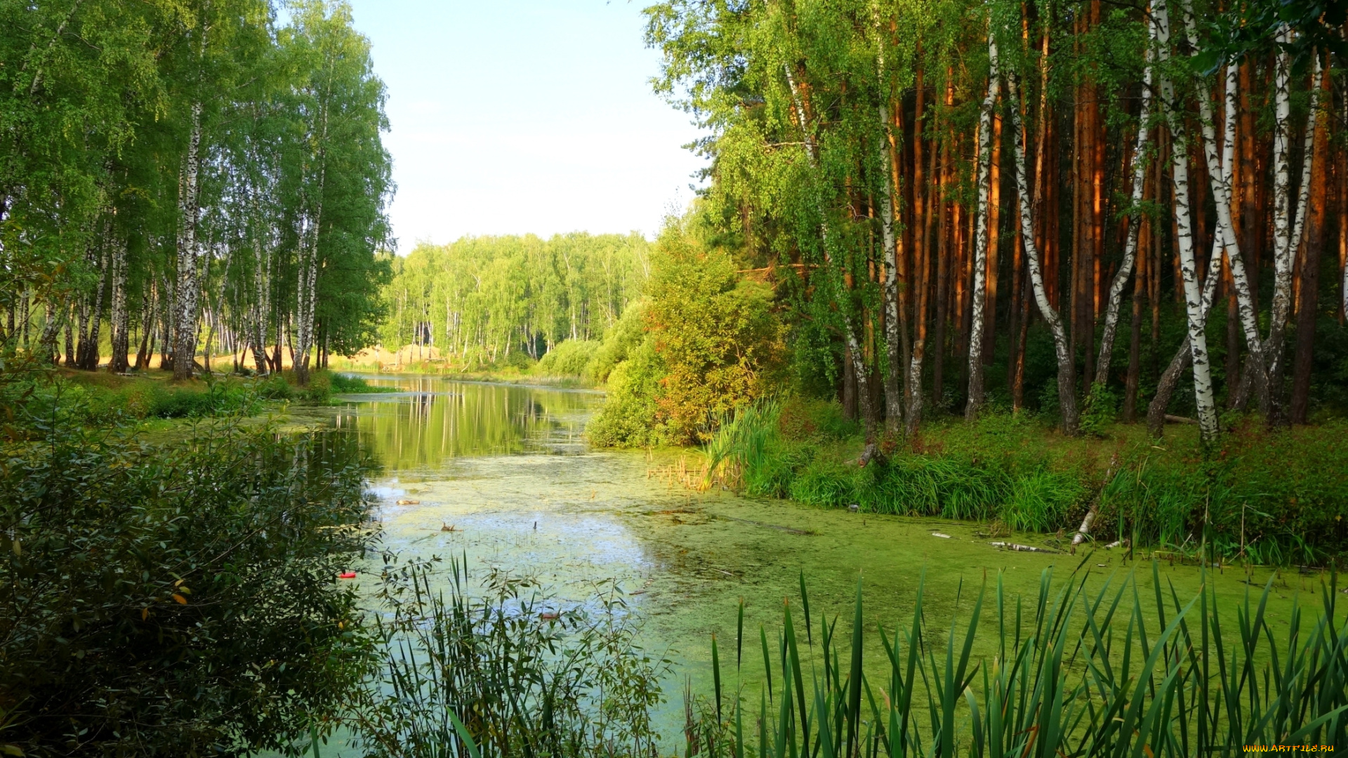 природа, реки, озера, камыш, березы, пруд