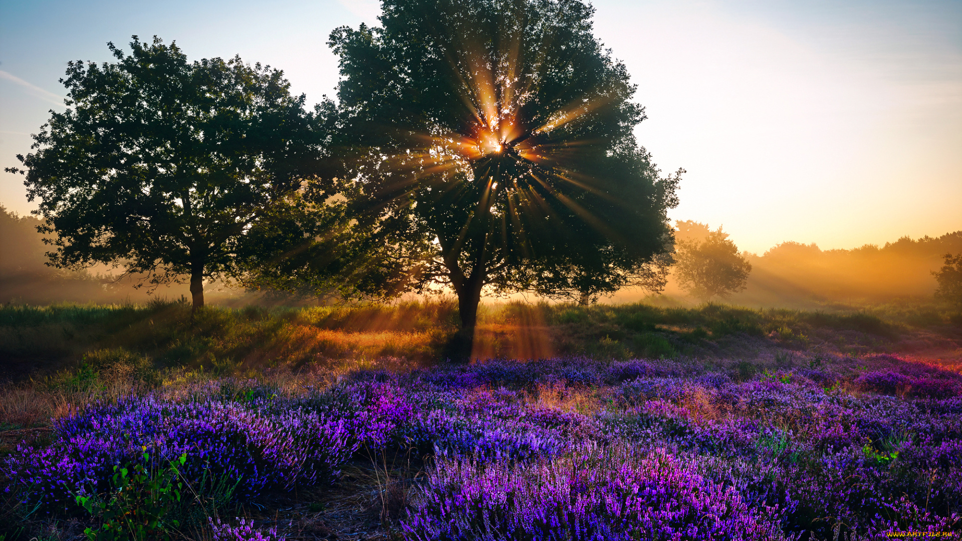 природа, восходы, закаты, лето, лучи, солнца, свет, август, деревья, цветы, лаванда