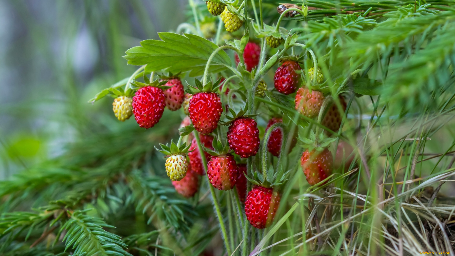природа, Ягоды, красный, земляника, ягоды, ель, лето