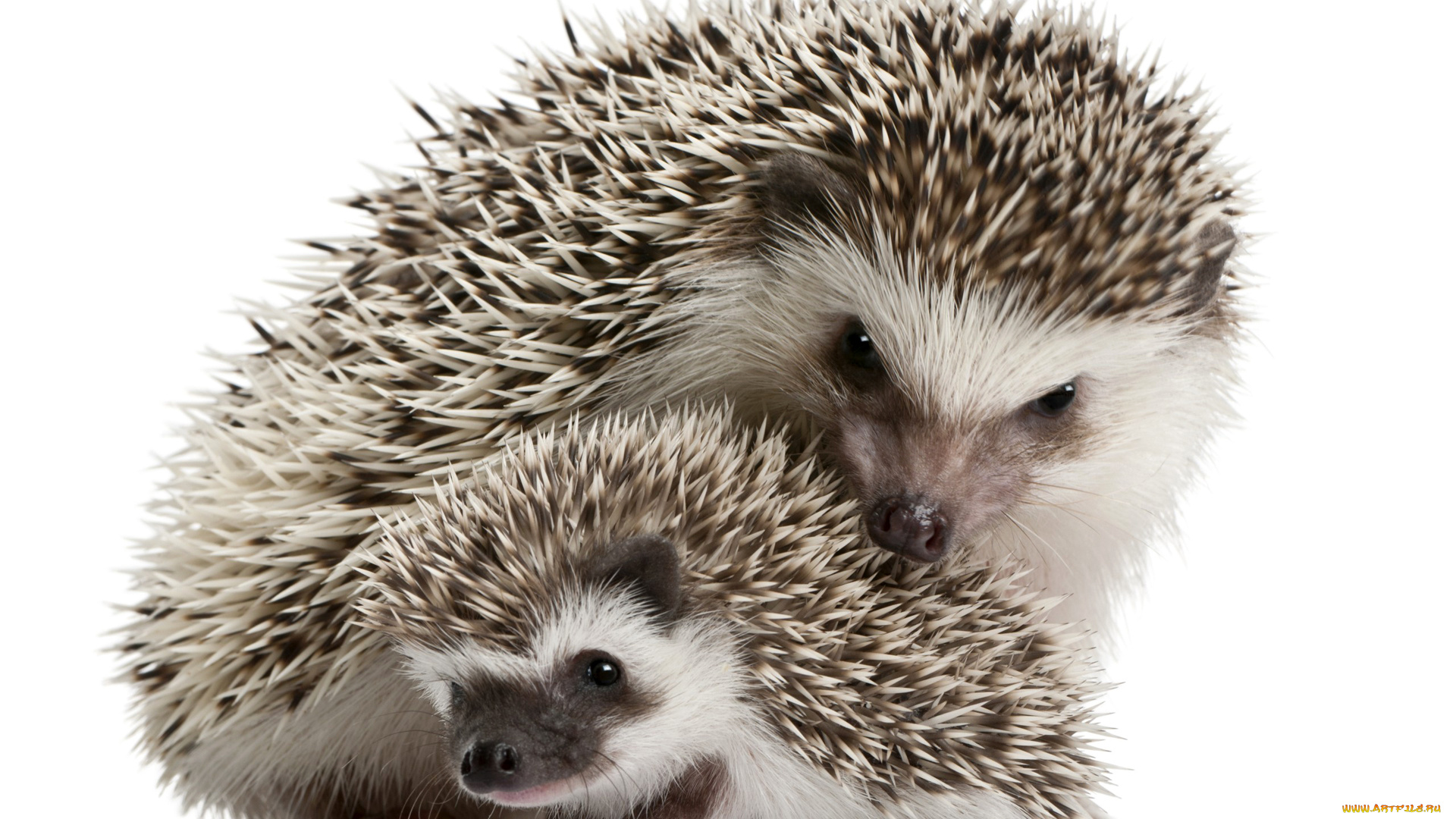животные, ежи, ёж, семья, ёжик, иголки
